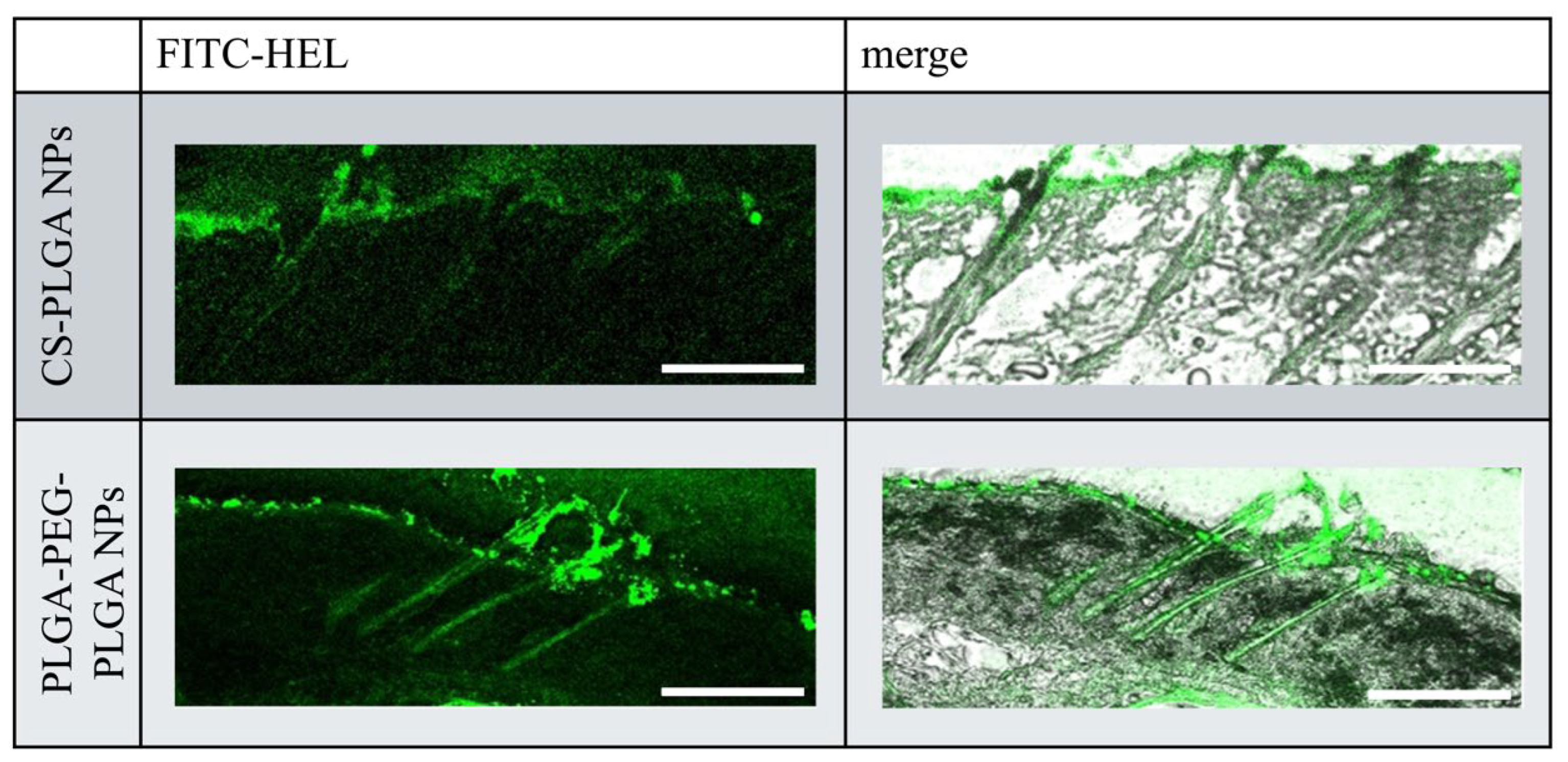 Molecules 29 04123 g004 Molecules 29 04123 g004