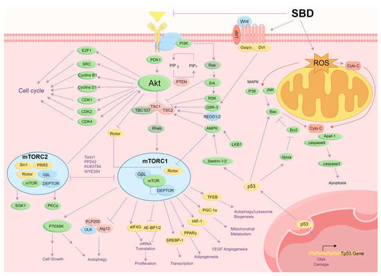 Chemical Constituents, Anti-Tumor Mechanisms, and Clinical