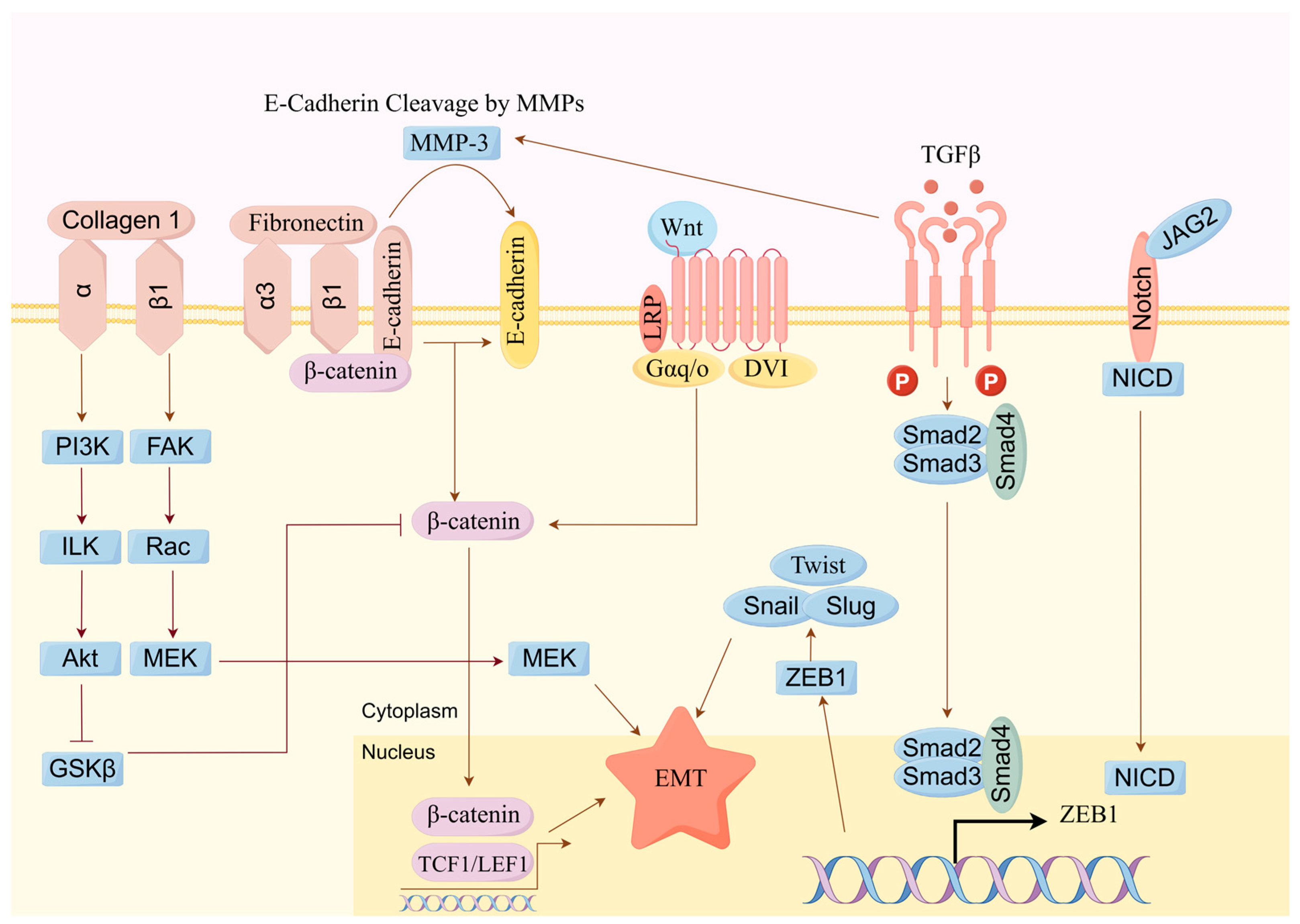 Molecules 29 04134 g007