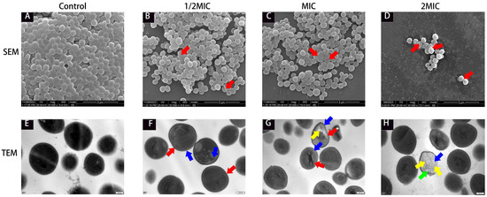 Antibacterial Activity and Multi-Targeted Mechanism of
