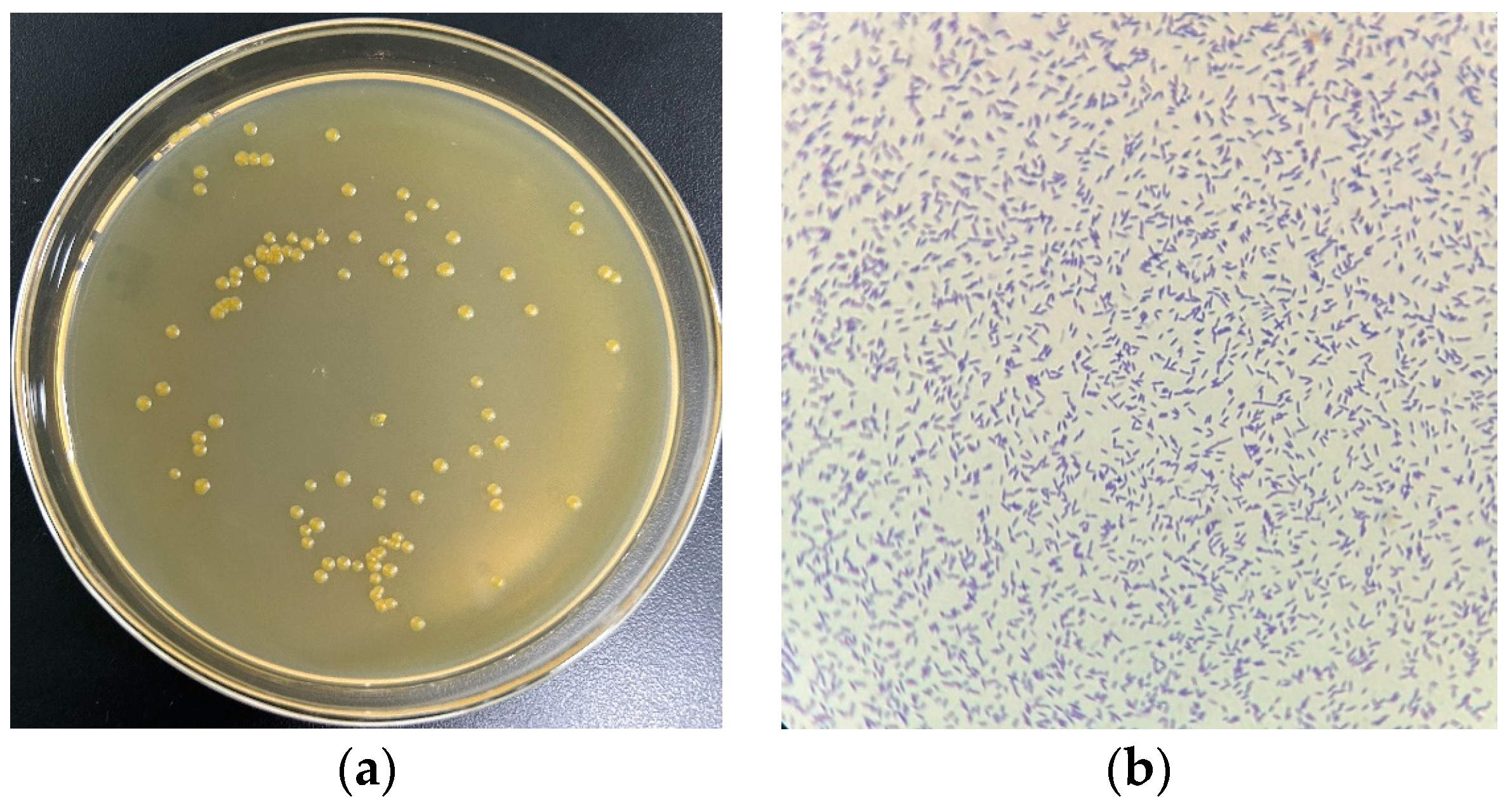 Molecules 29 04235 g001