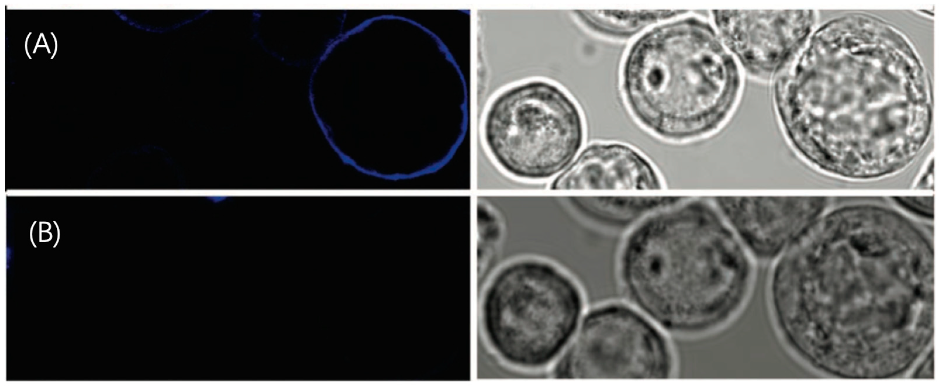 Molecules 29 04243 g022