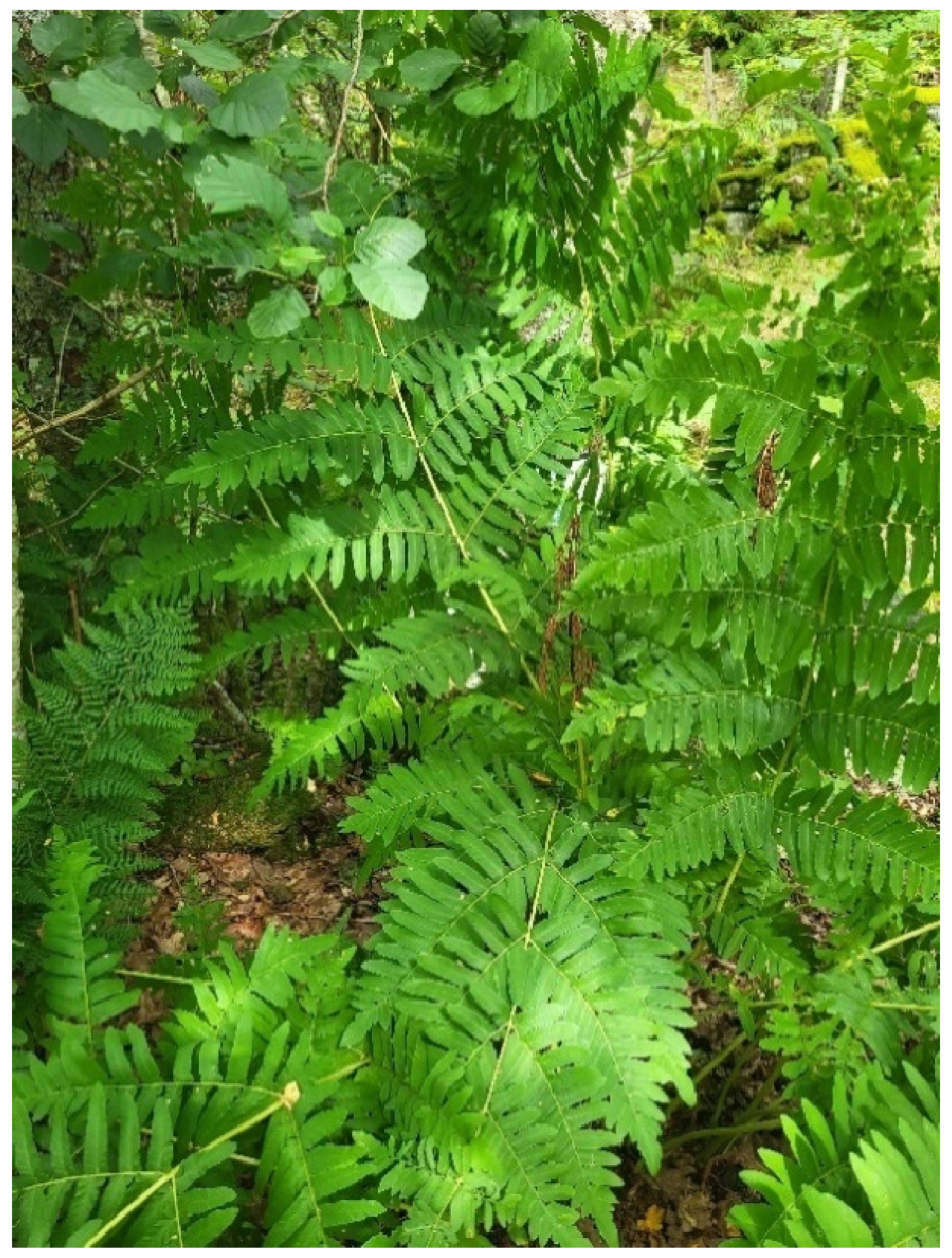 Molecules 29 04247 g001