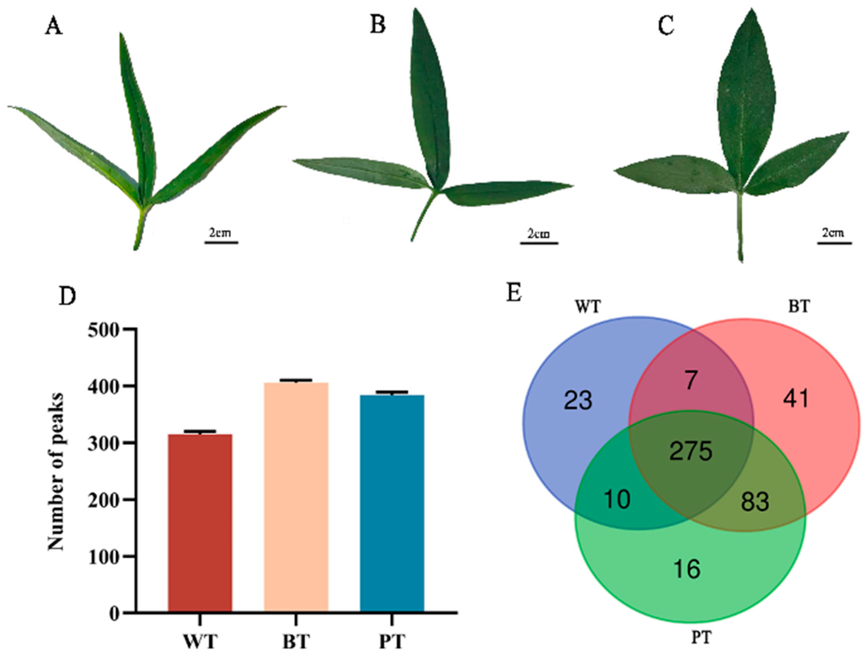 Molecules 29 04251 g001