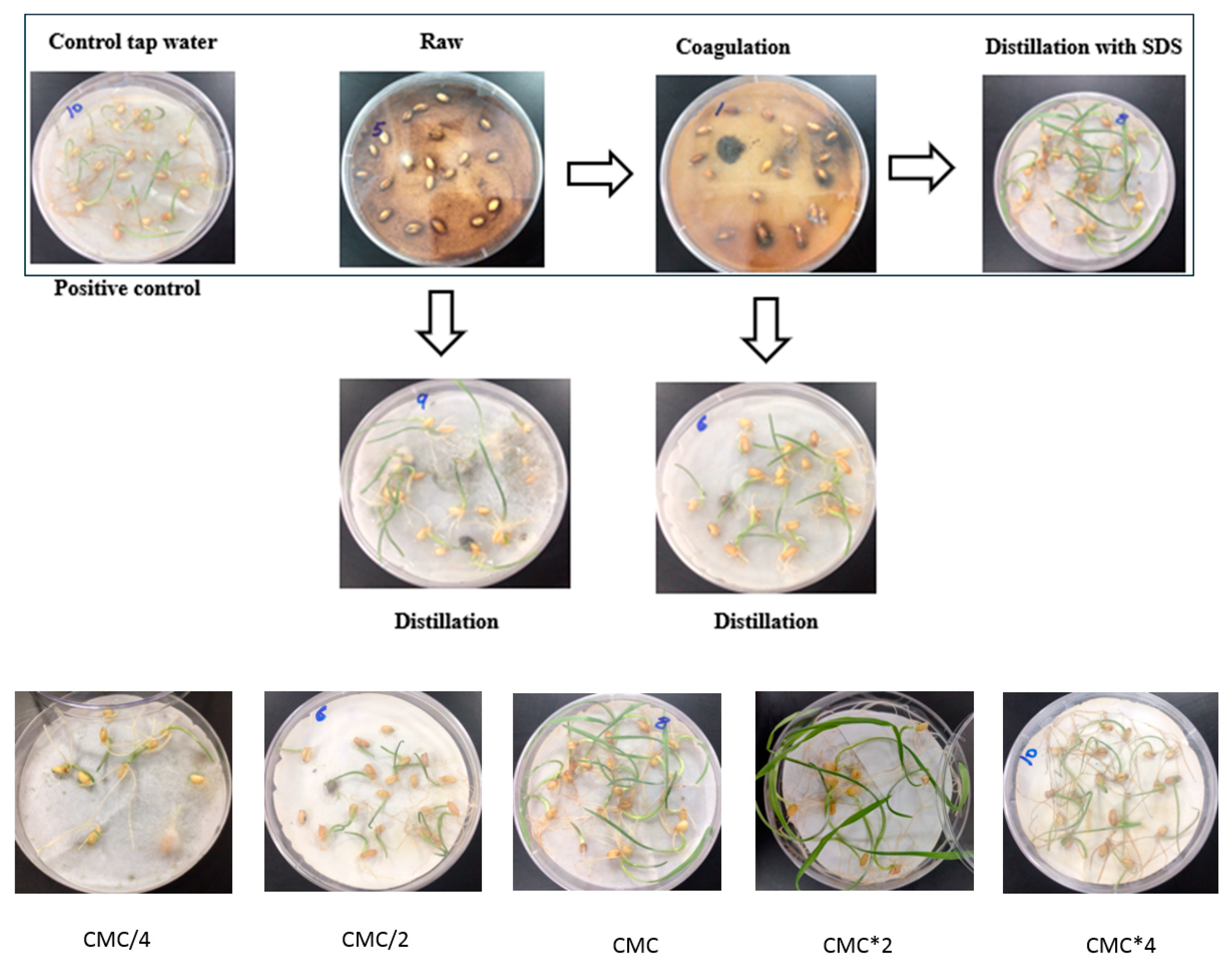 Molecules 29 04284 g002 Molecules 29 04284 g002