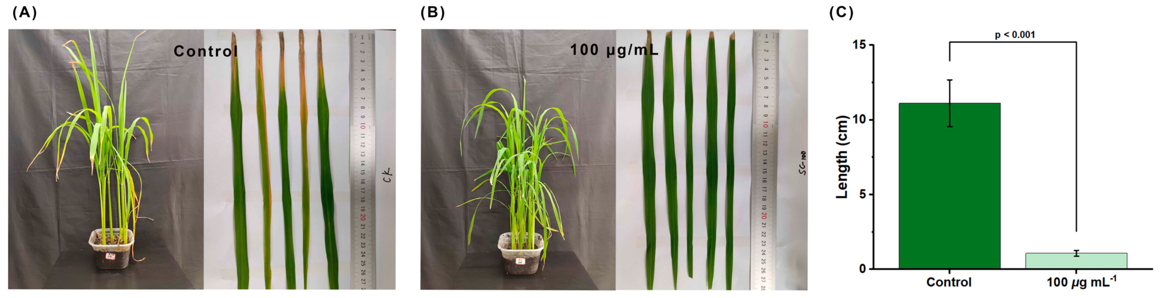 Molecules 29 04297 g010 Molecules 29 04297 g010