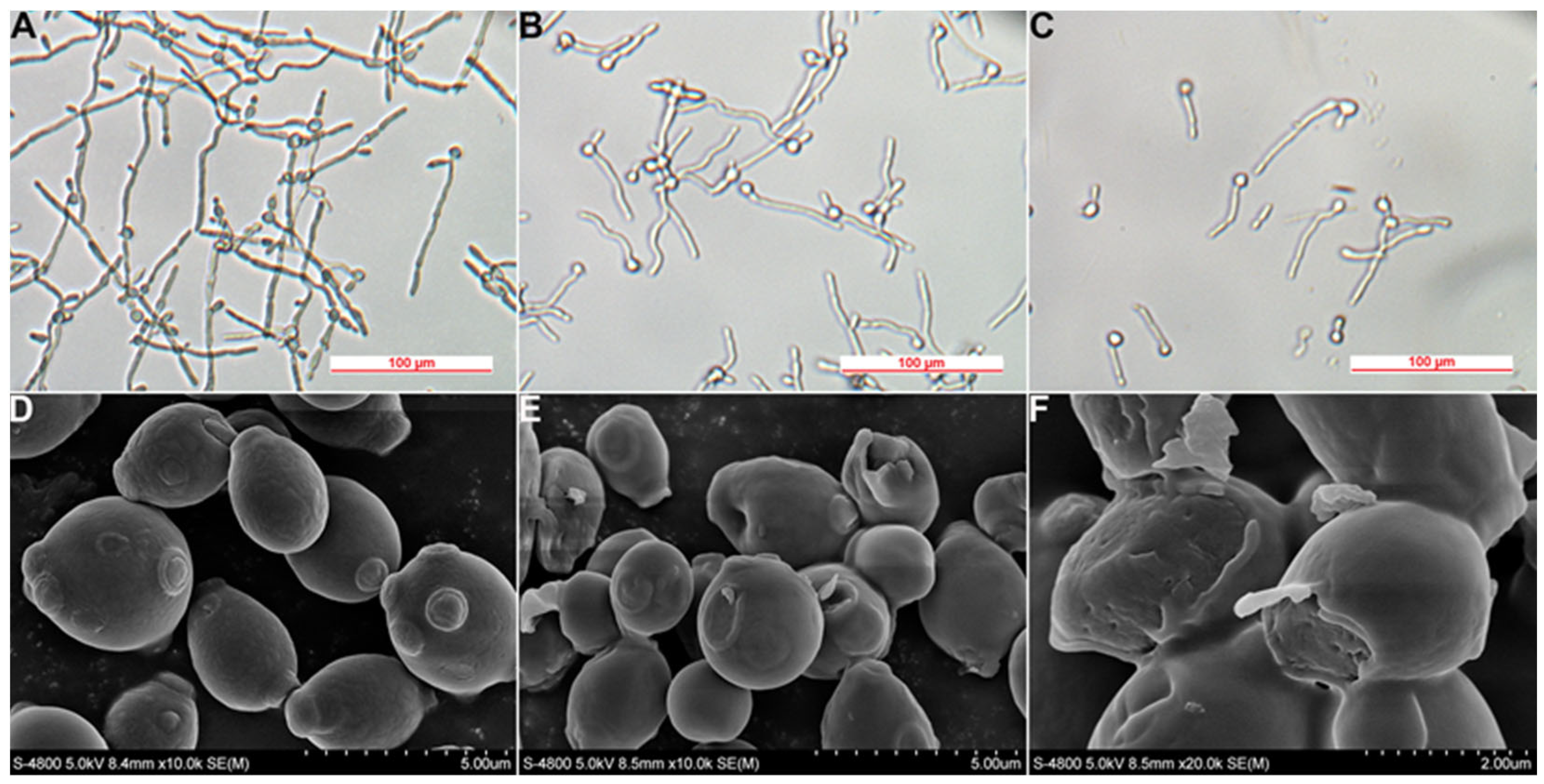 Molecules 29 04303 g004