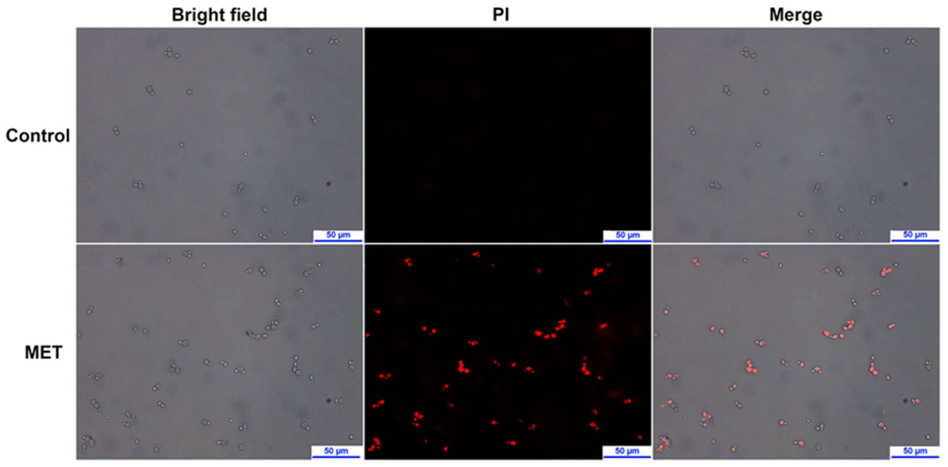 Molecules 29 04303 g006
