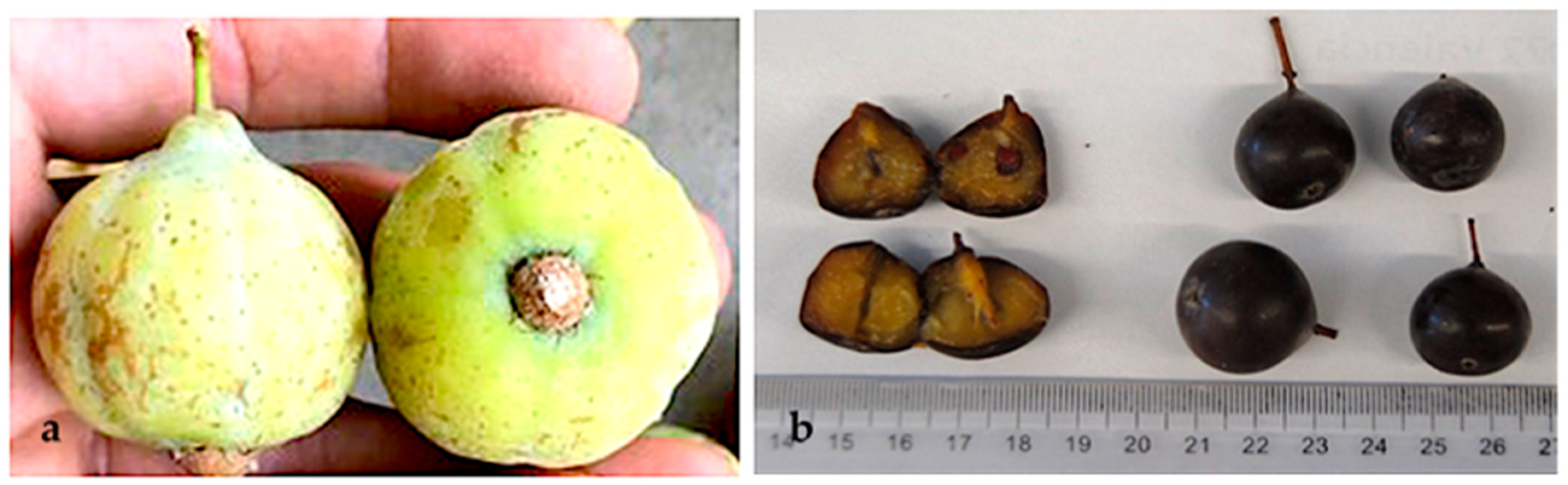 Molecules 29 04321 g005