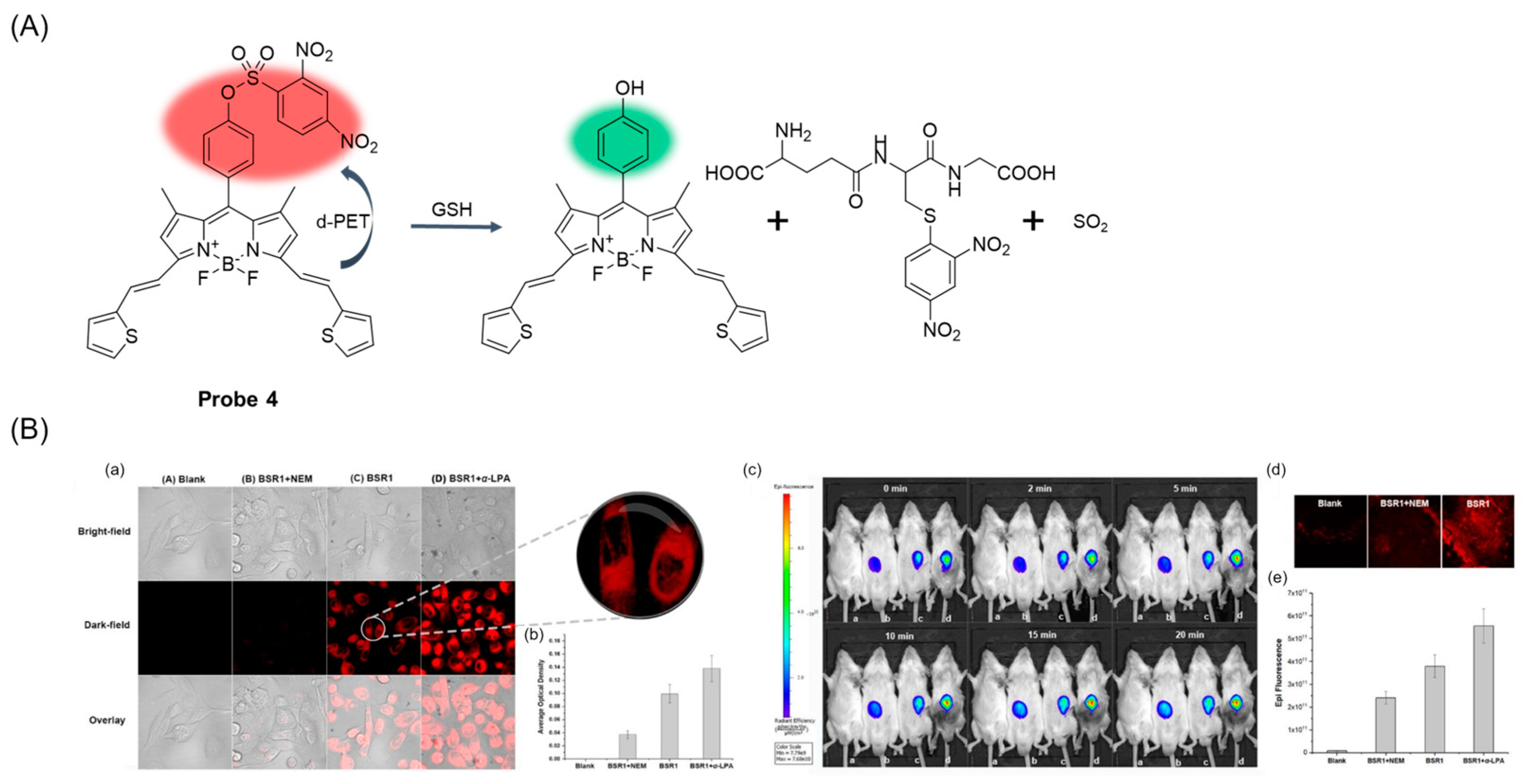 Molecules 29 04333 g007