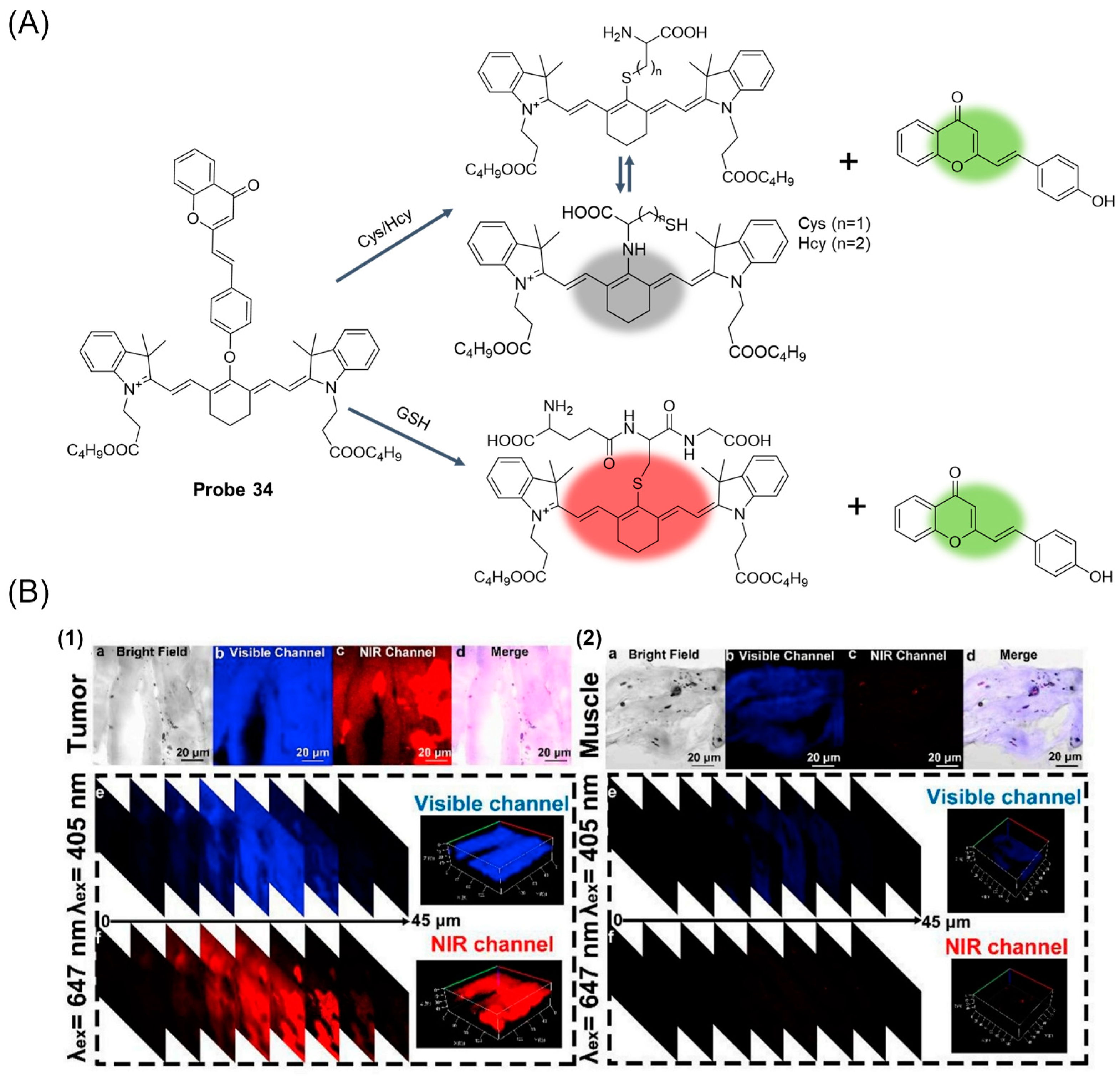 Molecules 29 04333 g042