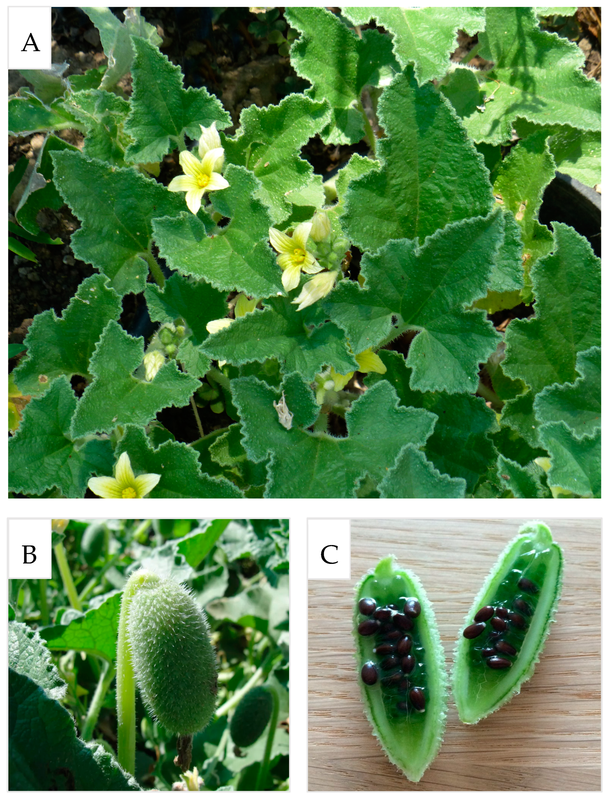 Molecules 29 04377 g001