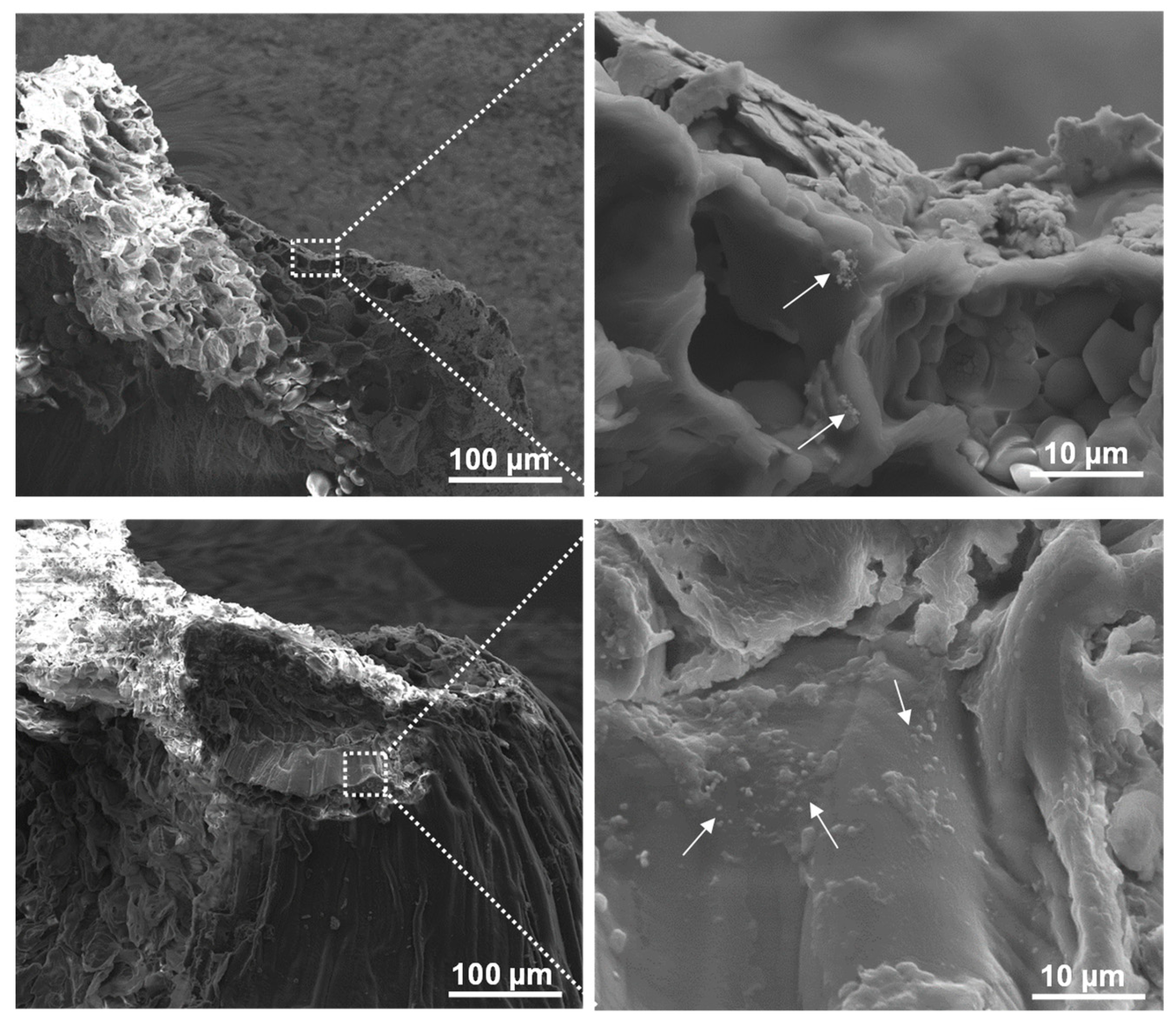 Molecules 29 04380 g004