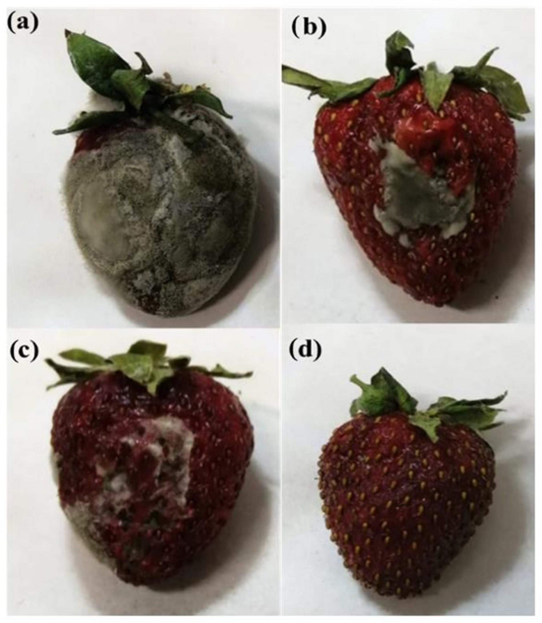 Molecules 29 04406 g011
