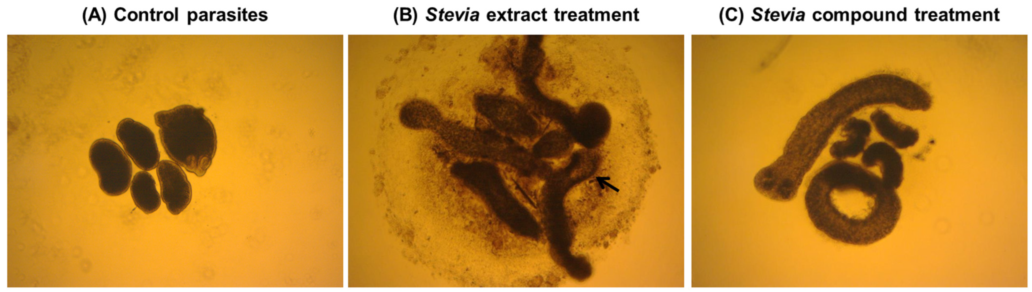 Molecules 29 04430 g006