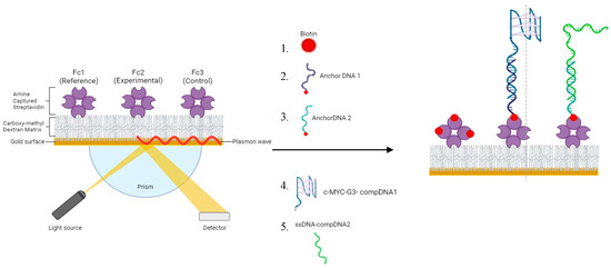 Calcium-Dependent Chemiluminescence Catalyzed by a Truncated