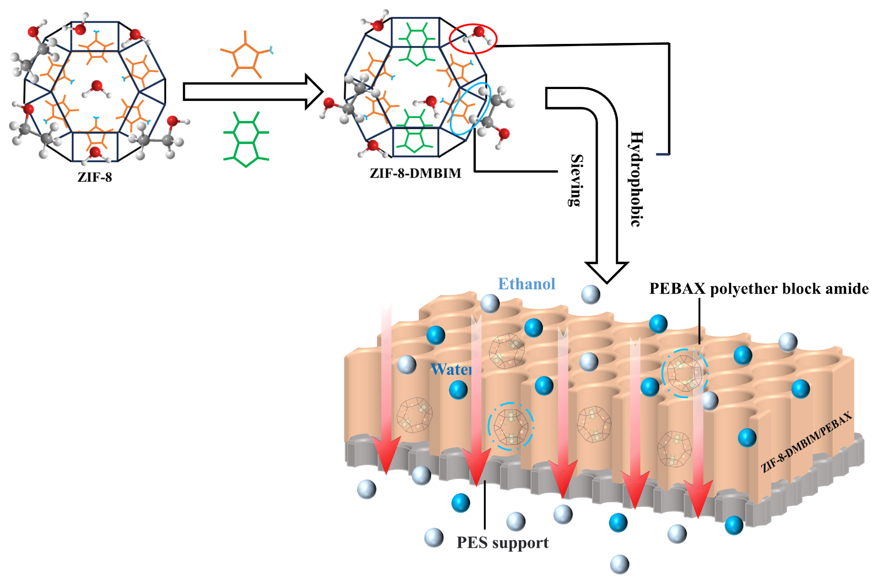 Molecules 29 04465 g007