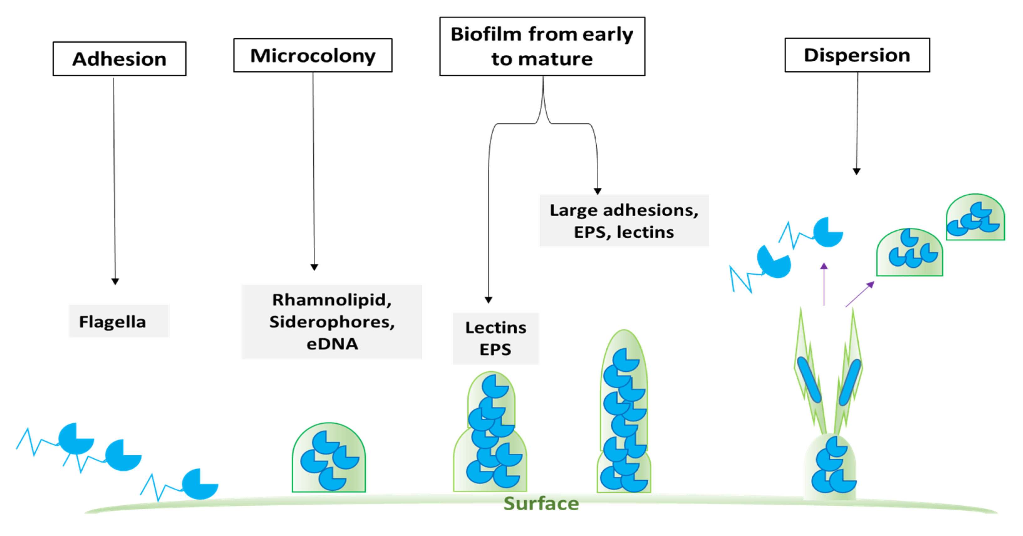 Molecules 29 04534 g004