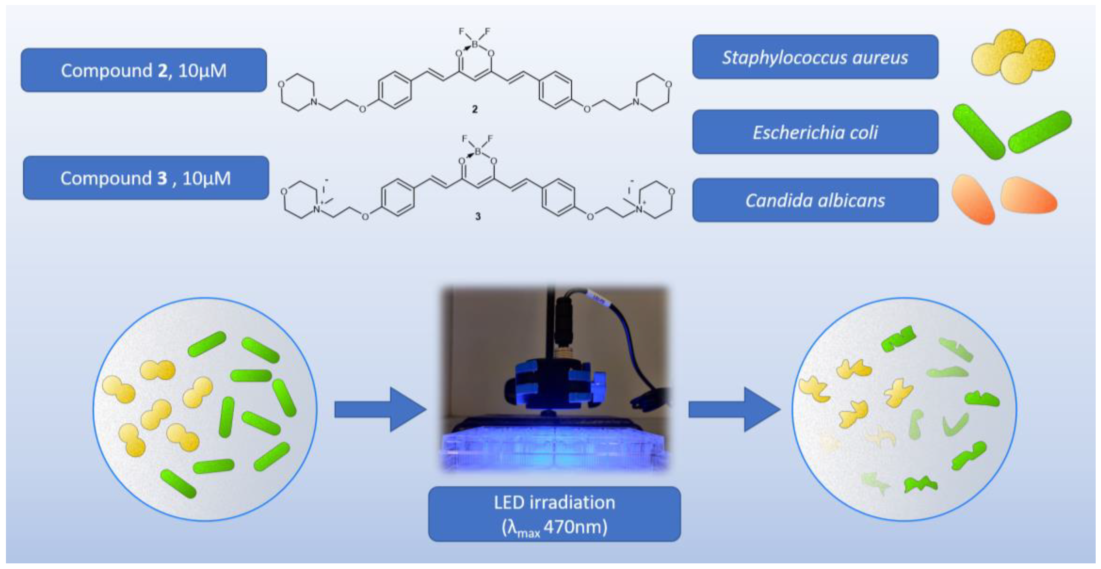Molecules 29 04536 g011