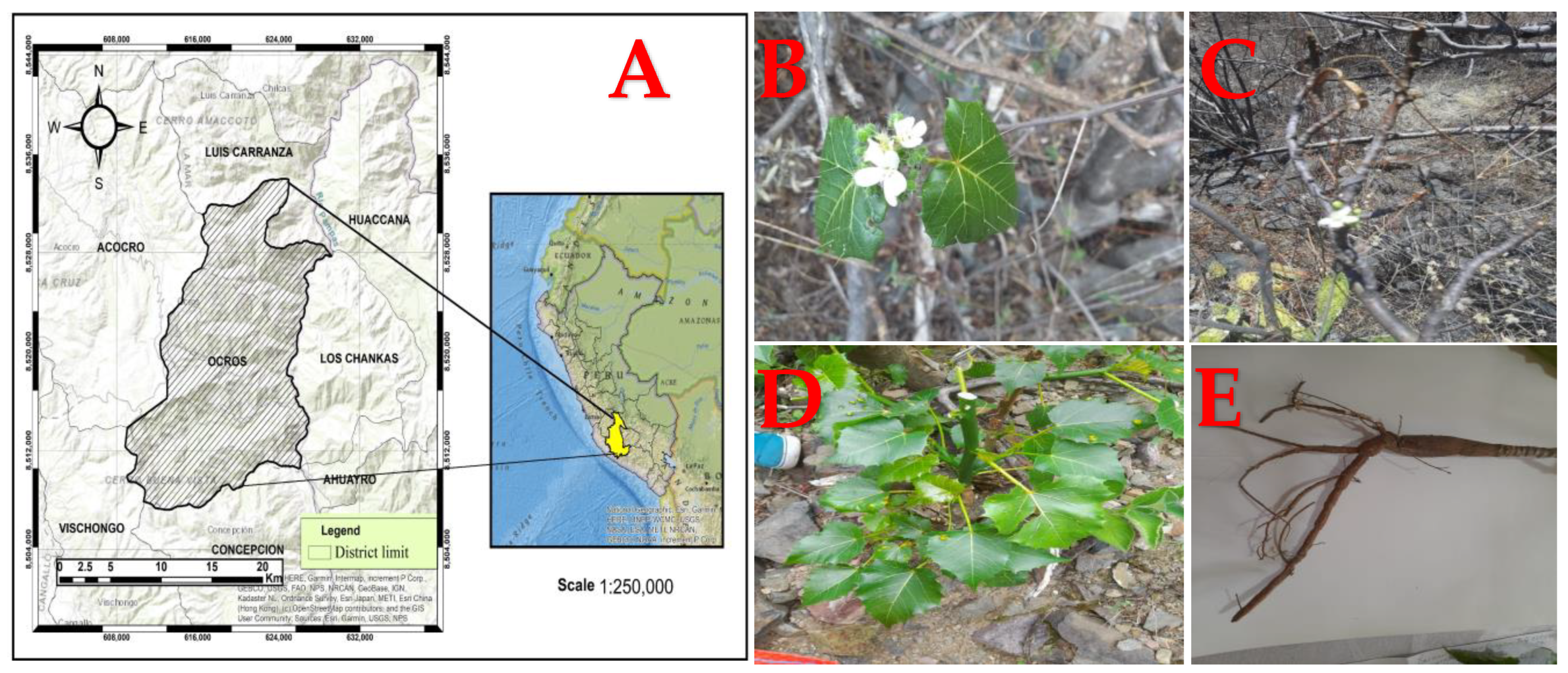 Molecules 29 04554 g001
