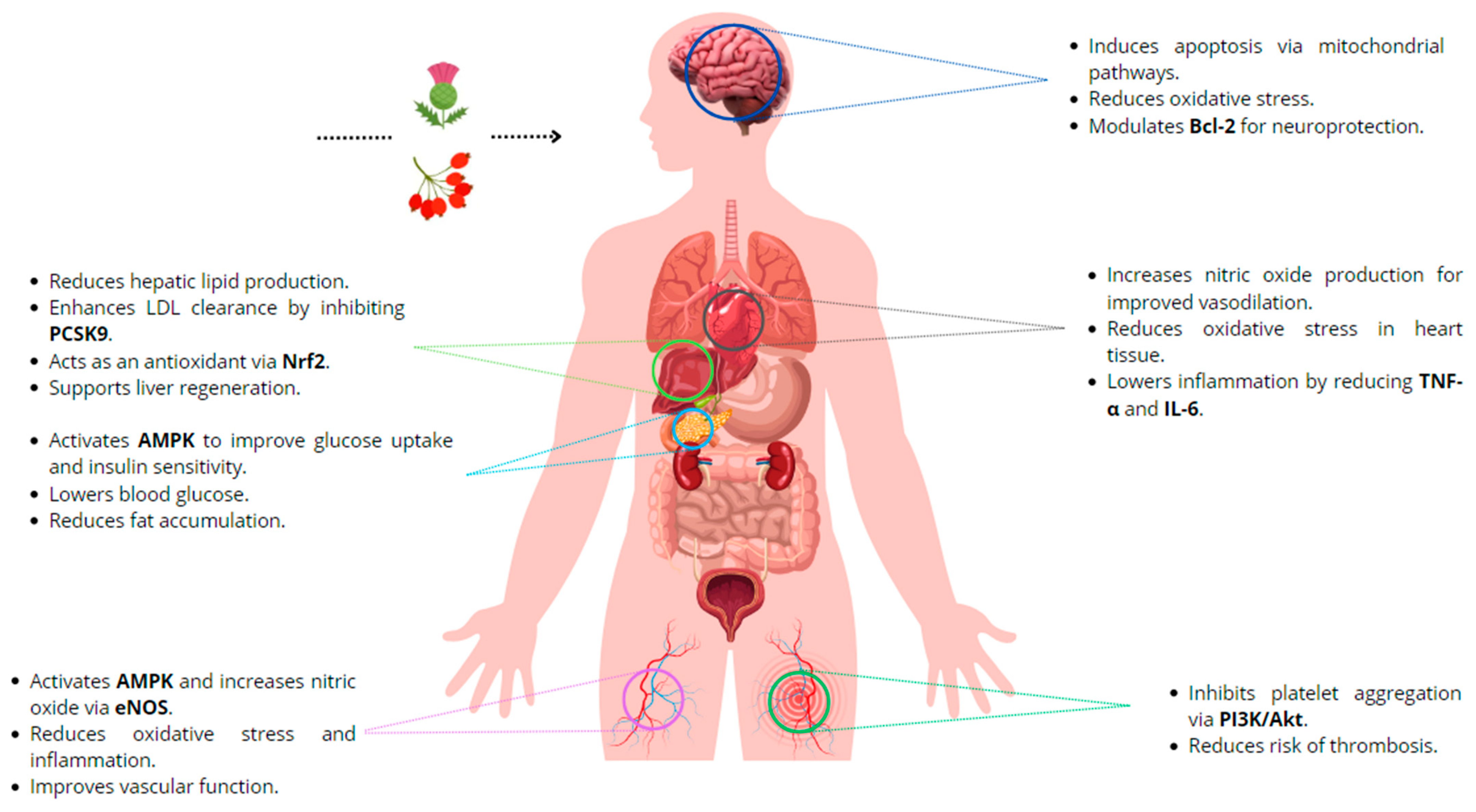 A Descriptive Review of the Antioxidant Effects and