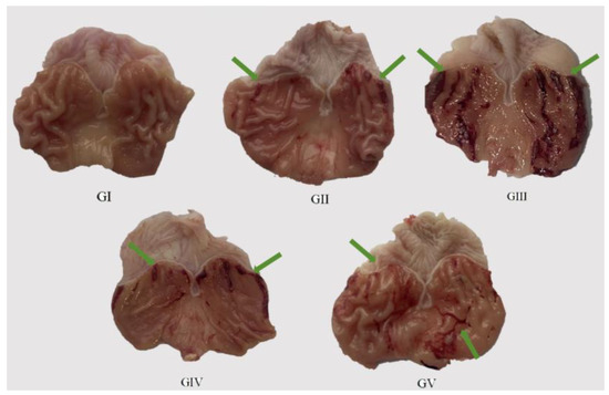 Phytochemical Analysis and Antioxidant Activities of Various