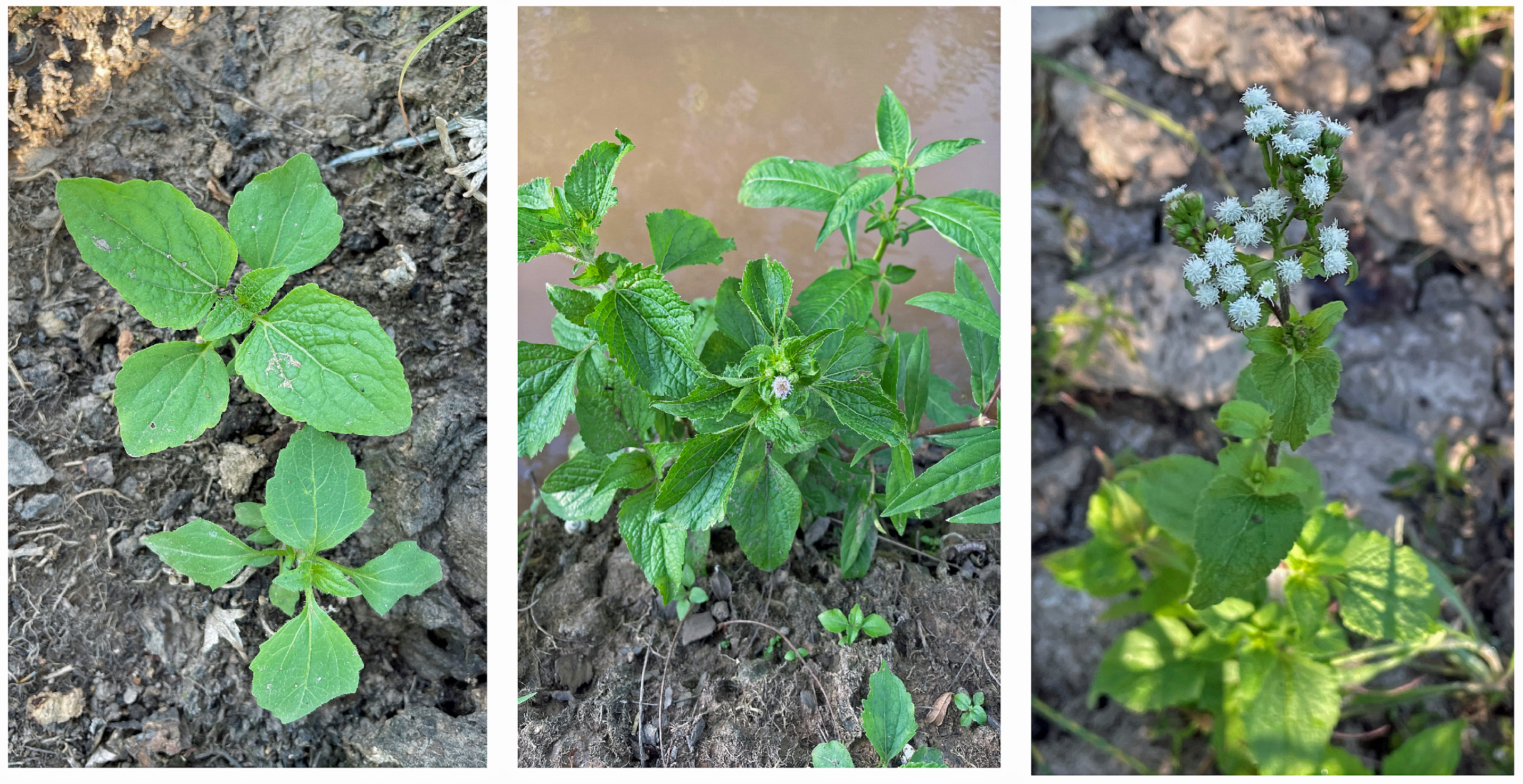 Molecules 29 04673 g001