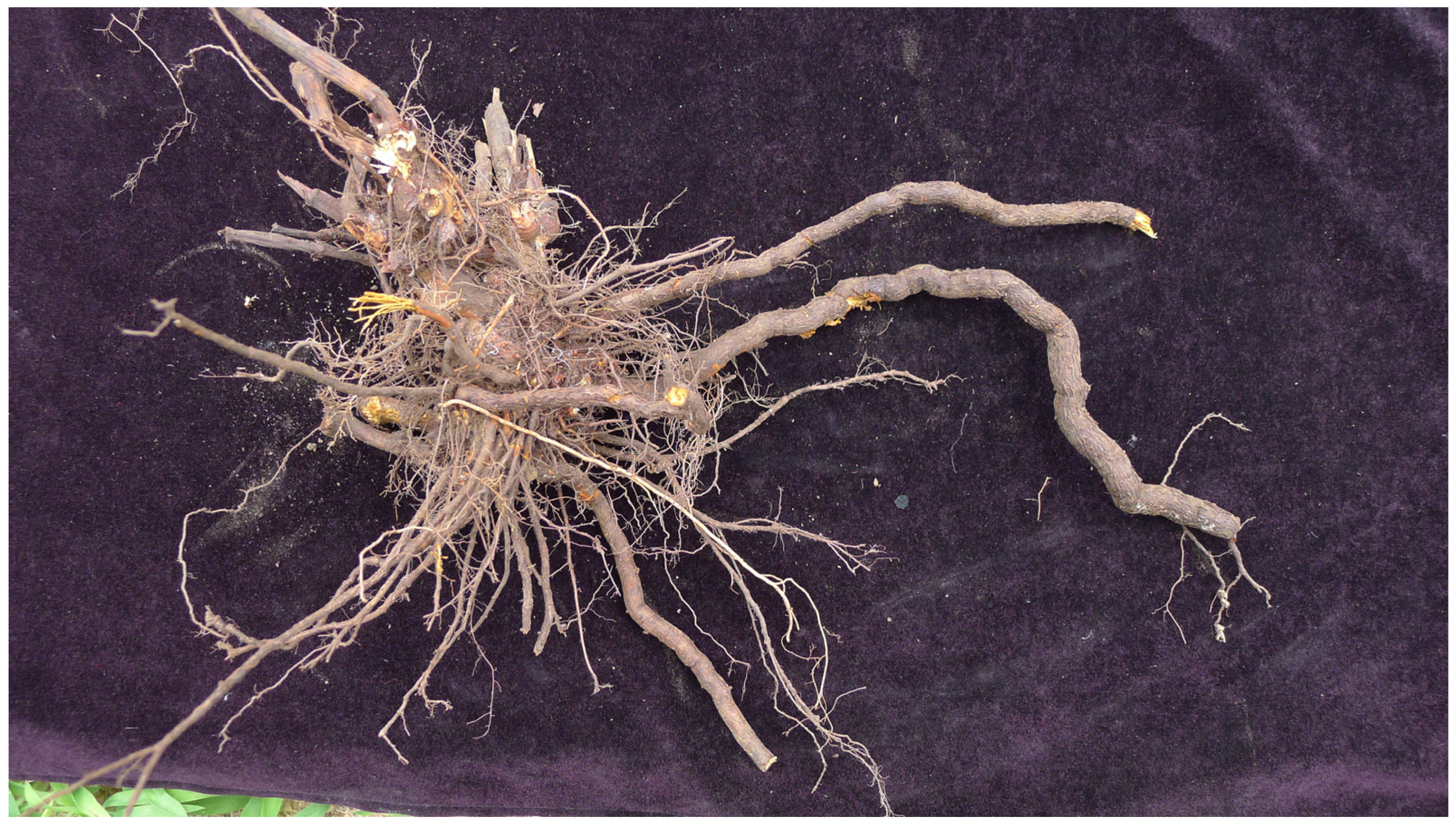 Molecules 29 04701 g001 Molecules 29 04701 g001