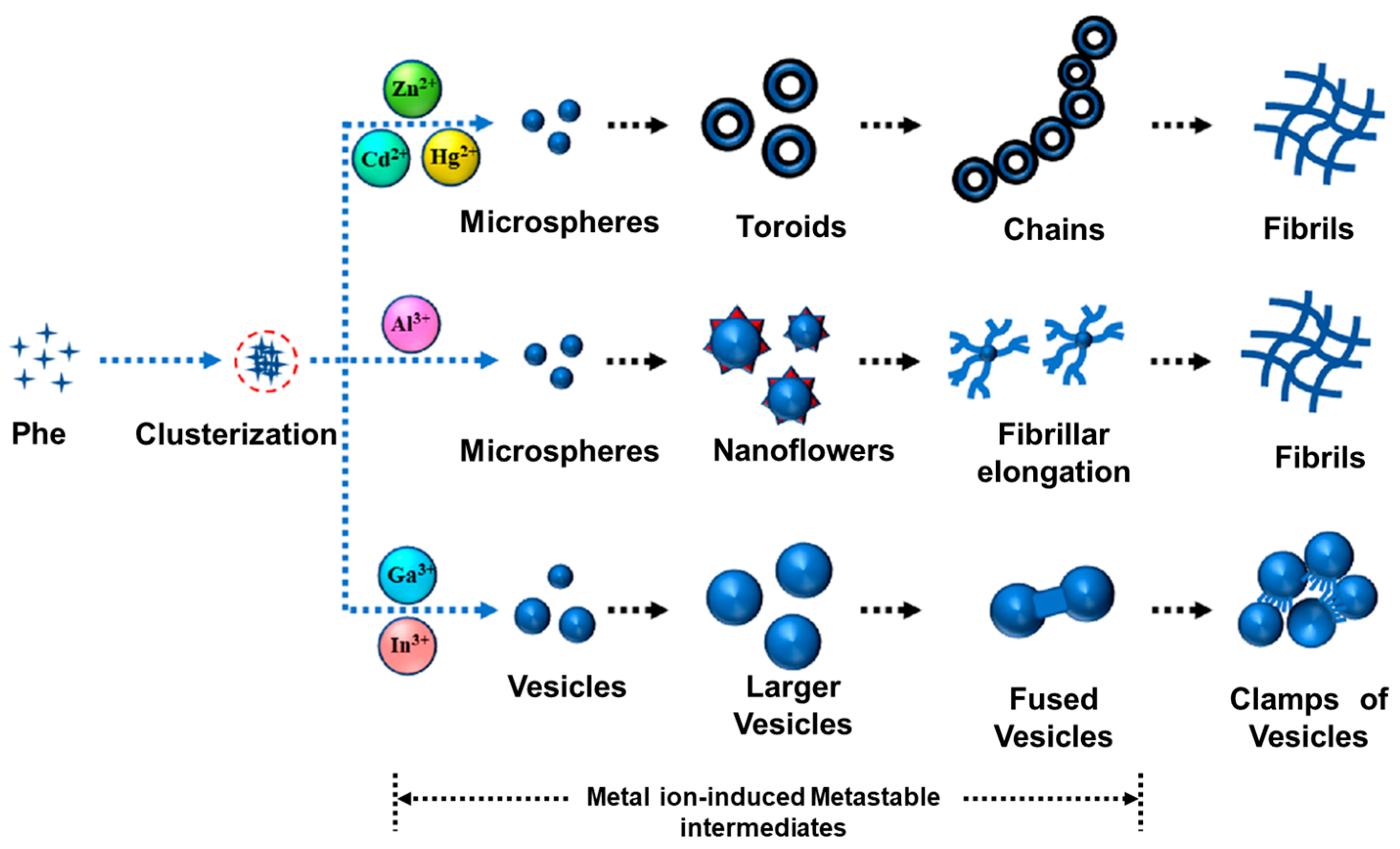Molecules 29 04705 g007