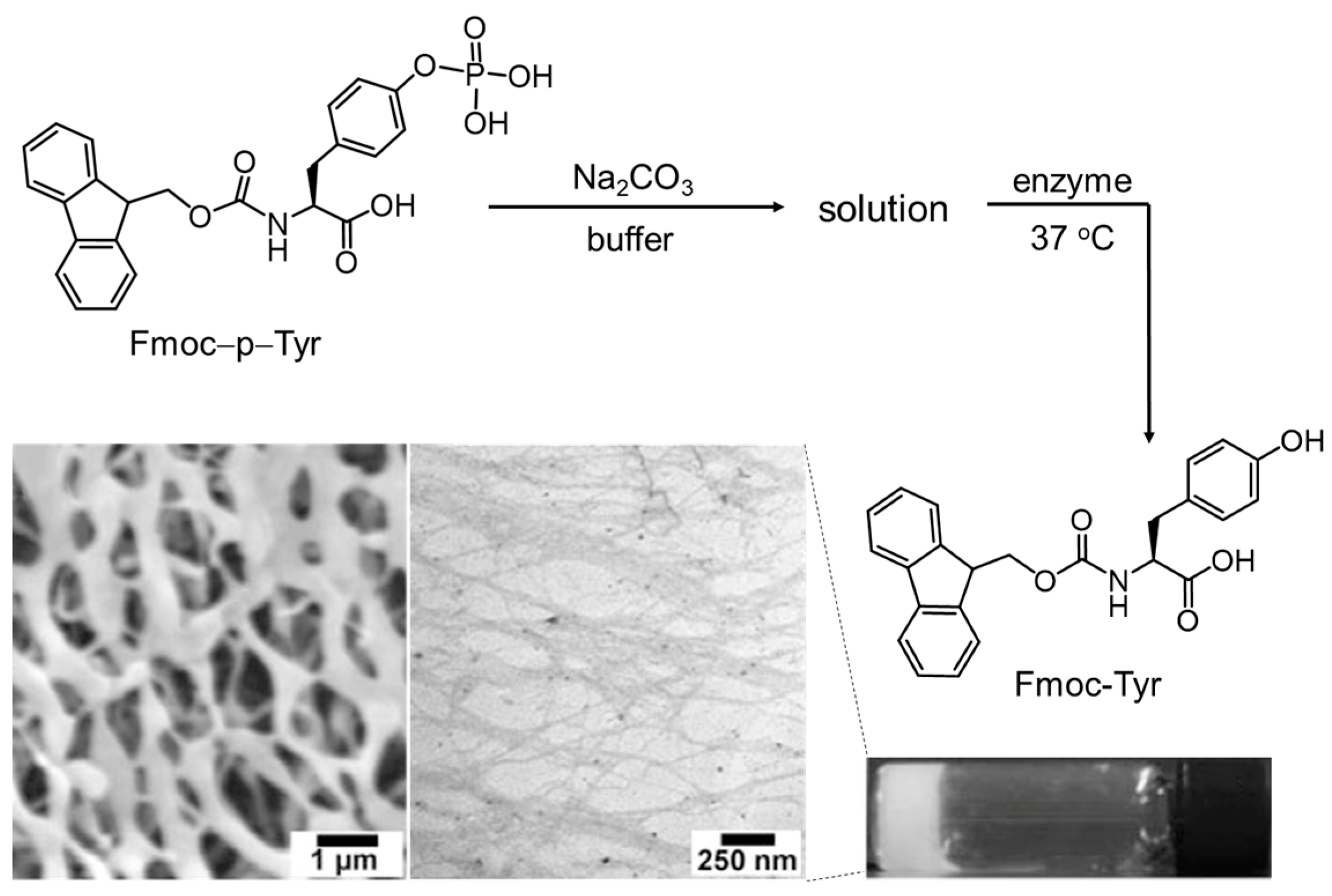 Molecules 29 04705 g012