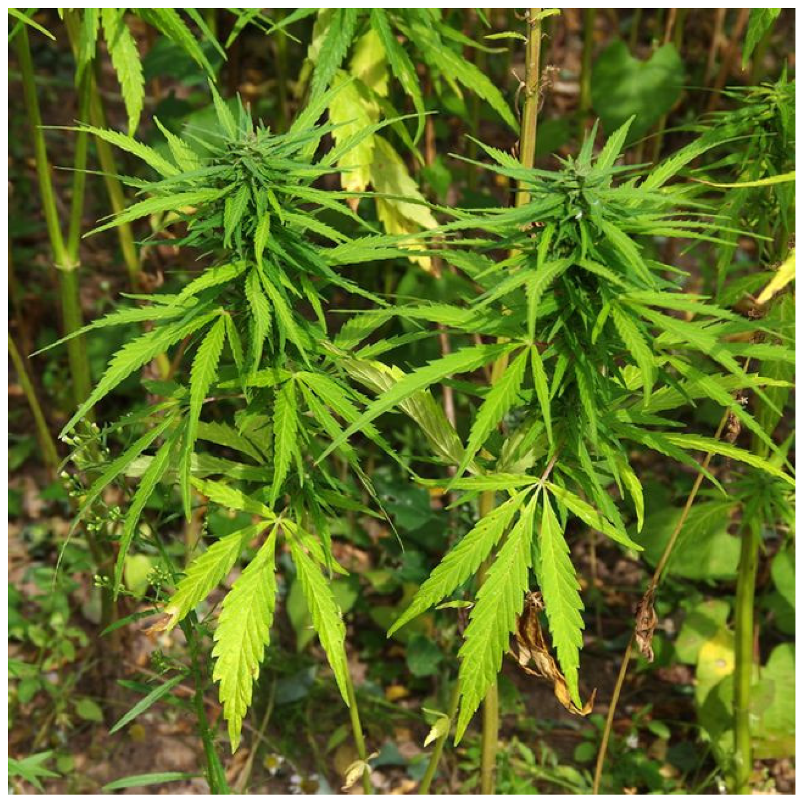 Molecules 29 04733 g002