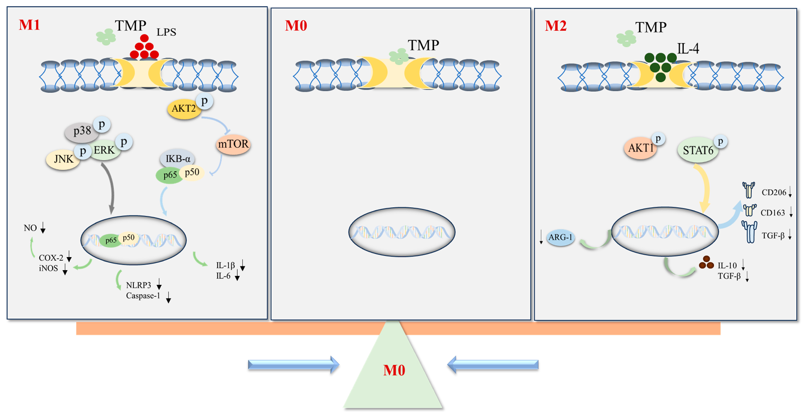 Molecules 29 04741 g008