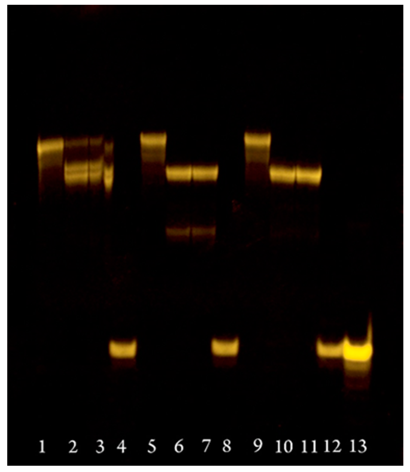 Molecules 29 04747 g003