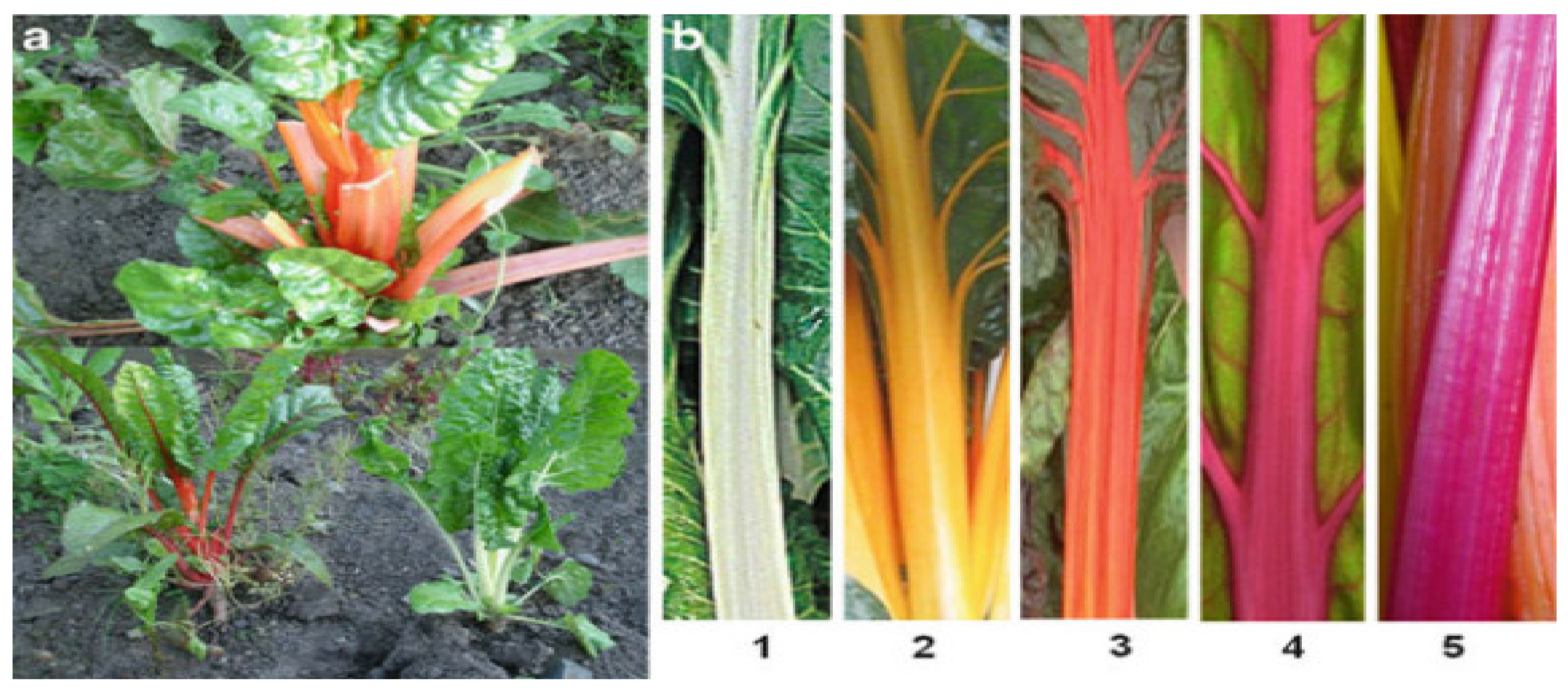 Molecules 29 04756 g001 Molecules 29 04756 g001