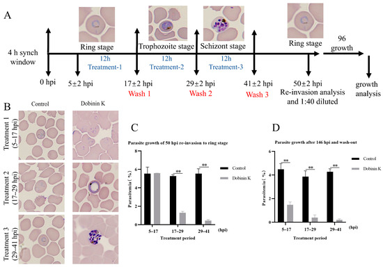 Dobinin K Displays Antiplasmodial Activity through