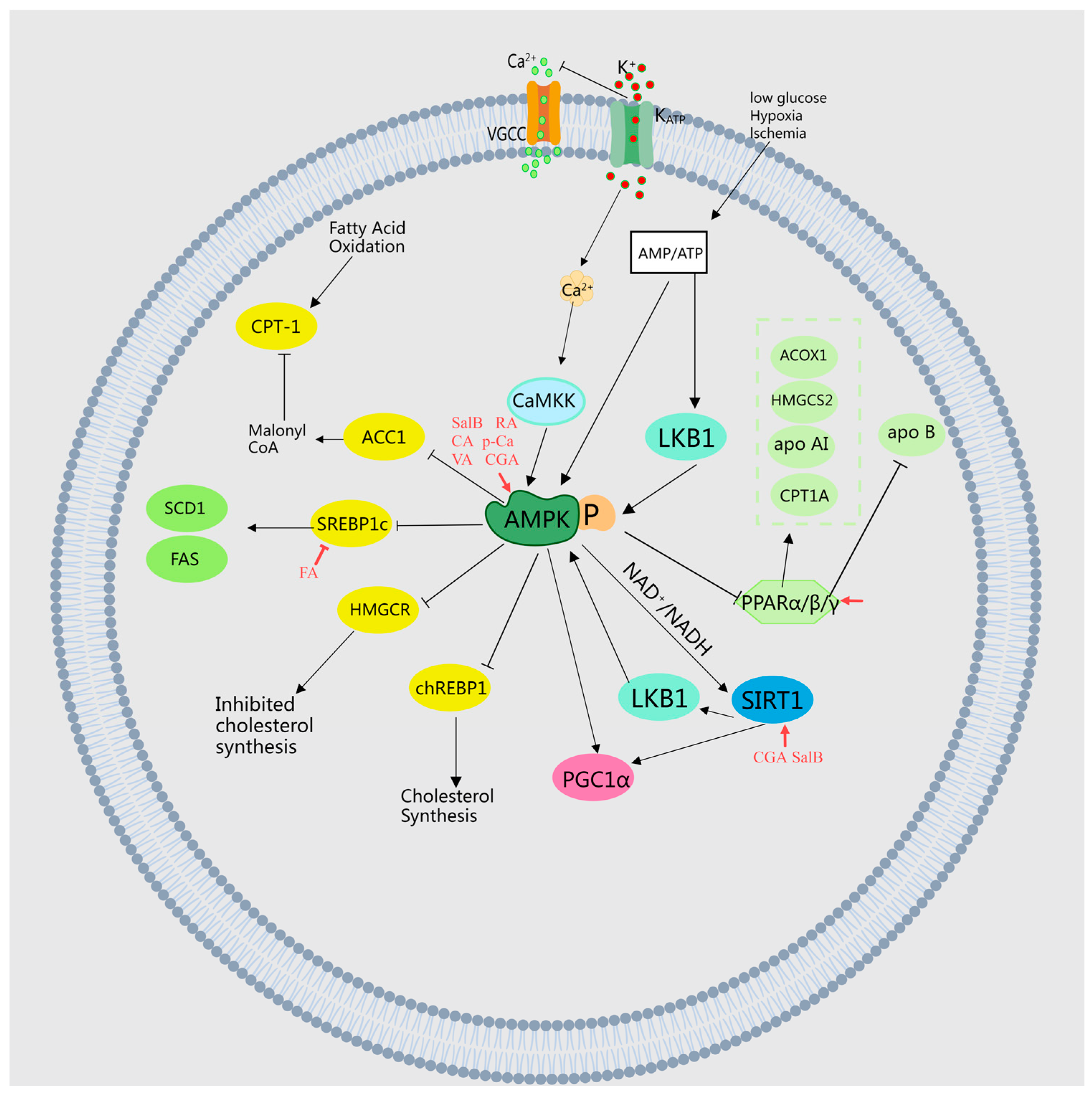 Molecules 29 04790 g003