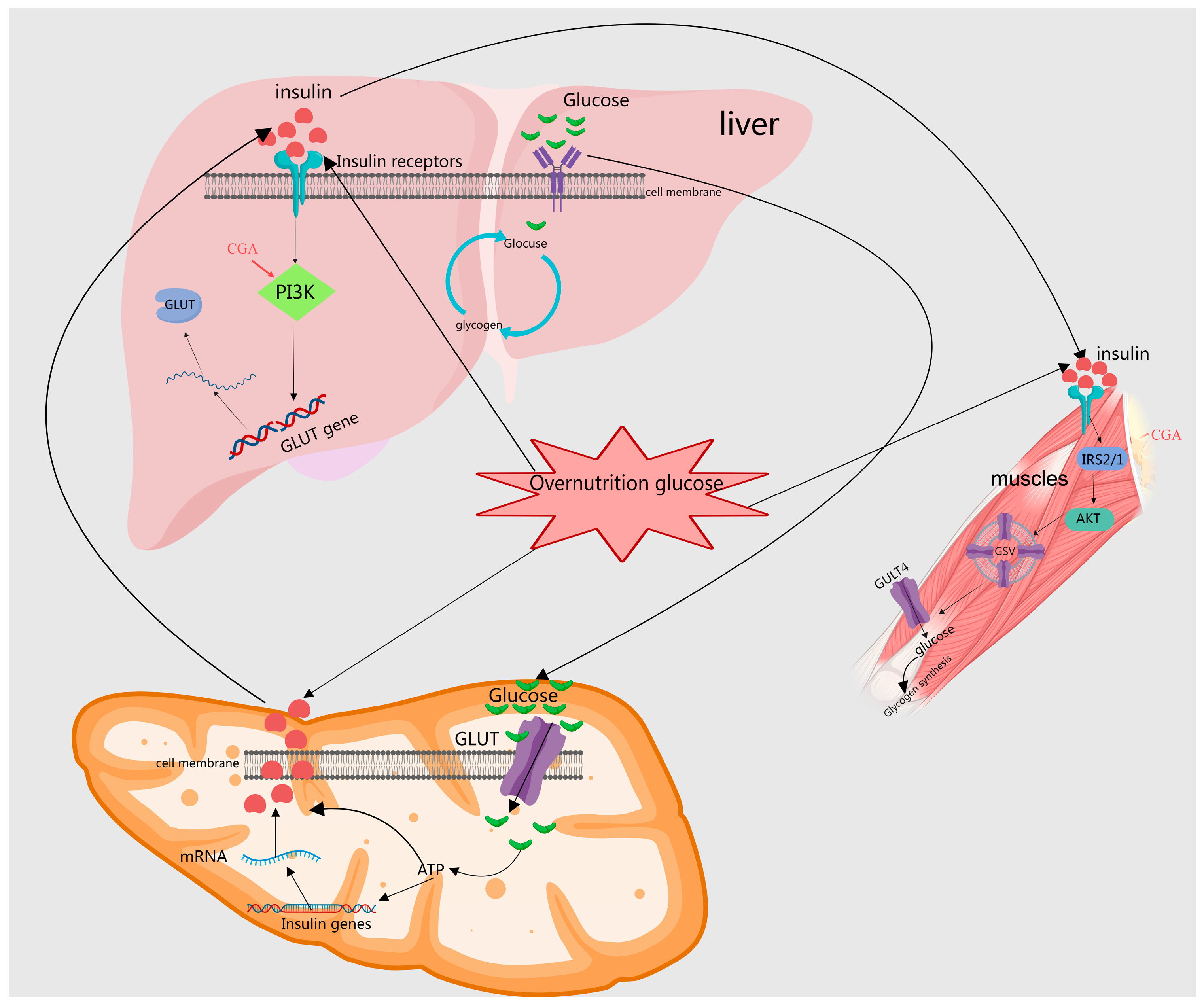 Molecules 29 04790 g004
