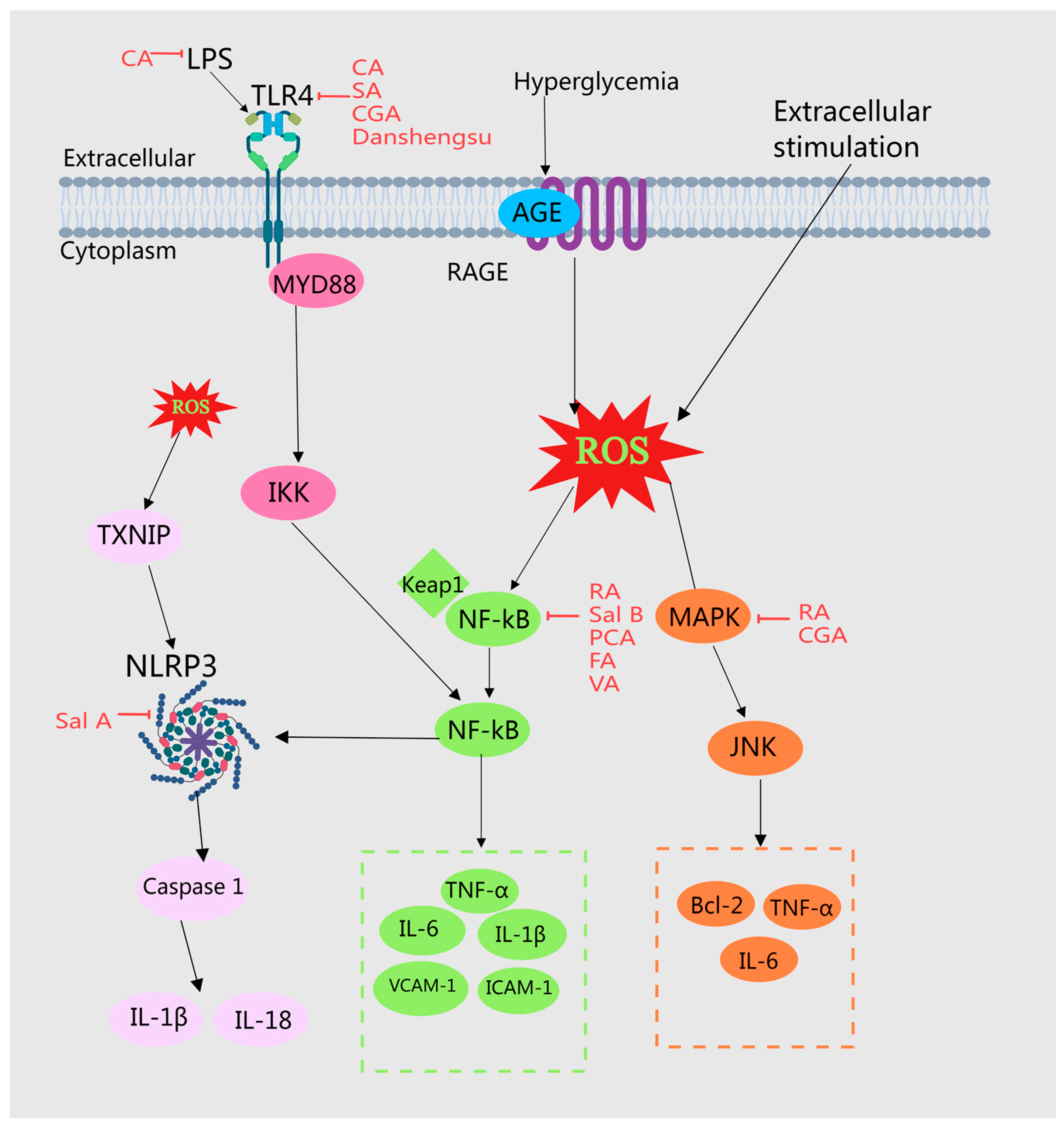 Molecules 29 04790 g005
