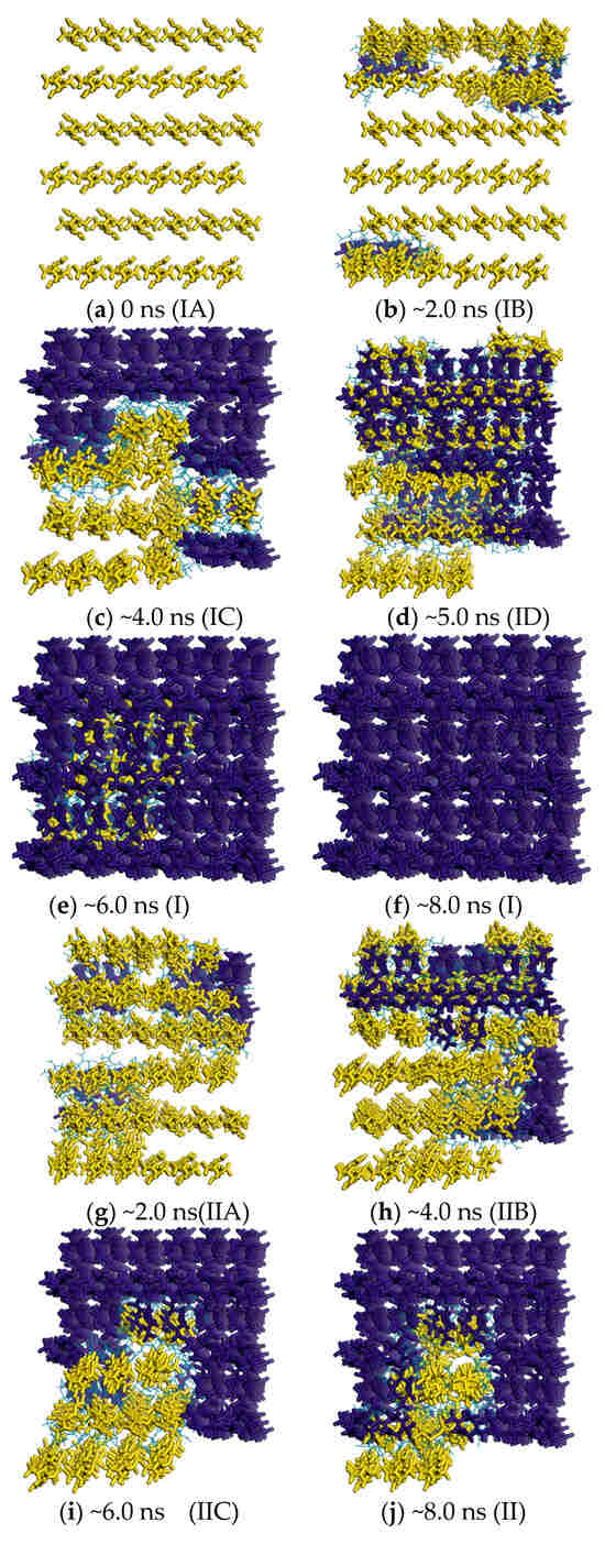 Theoretical Investigation into Polymorphic Transformation