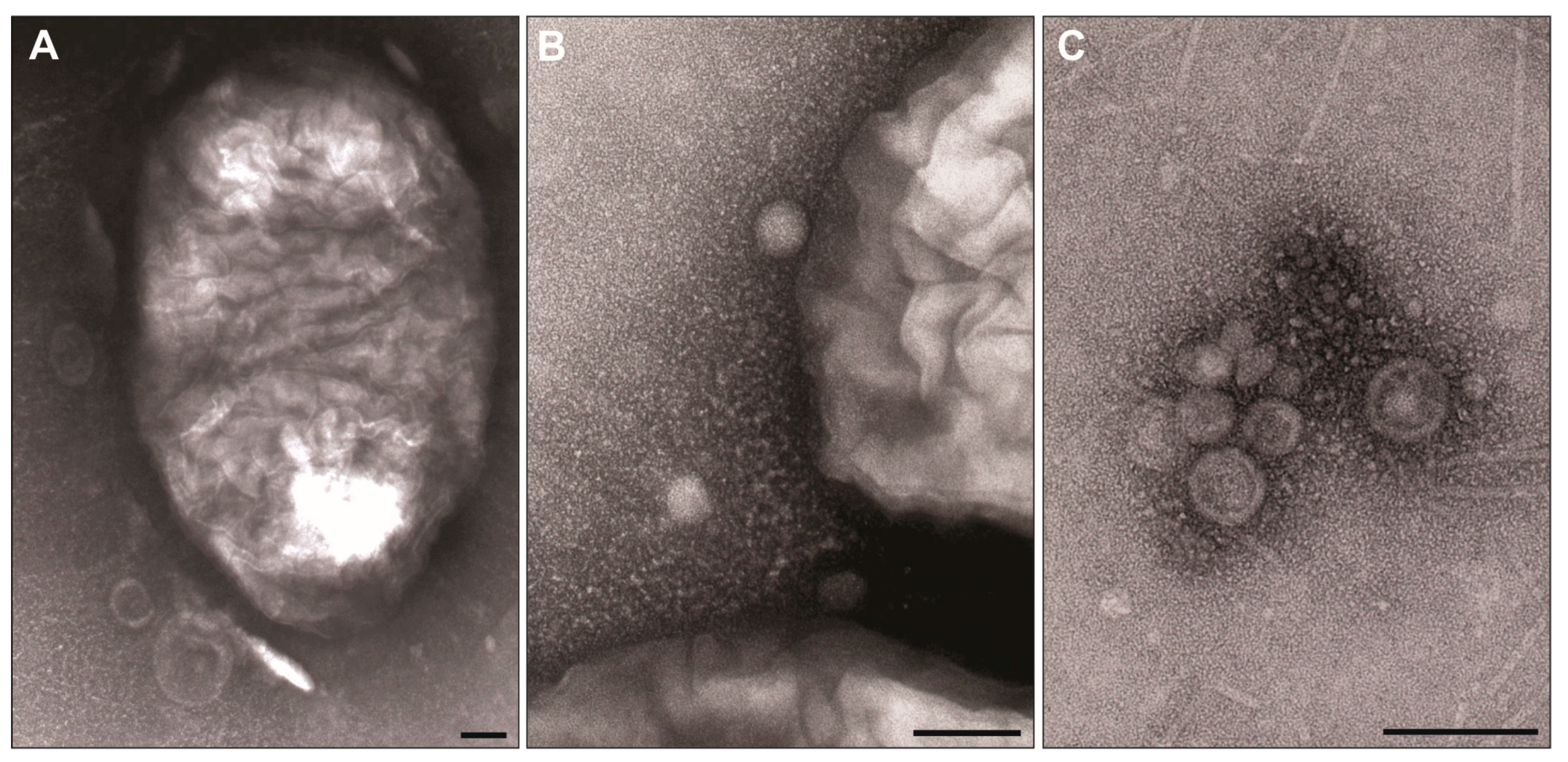 Molecules 29 04836 g002