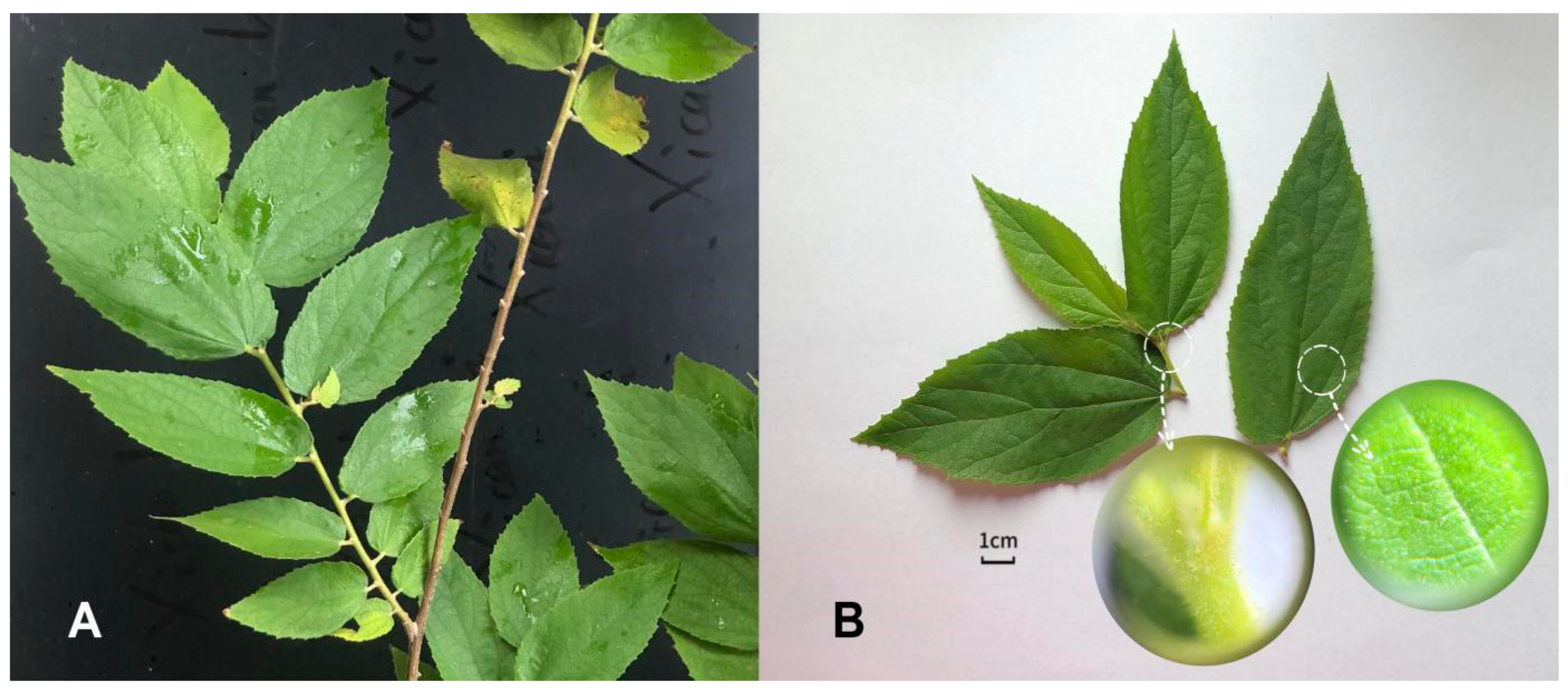 Molecules 29 04886 g001