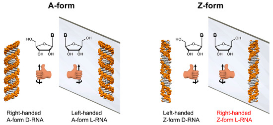 Mirror-Image RNA: A Right-Handed Z-Form RNA and Its Ligand Complex