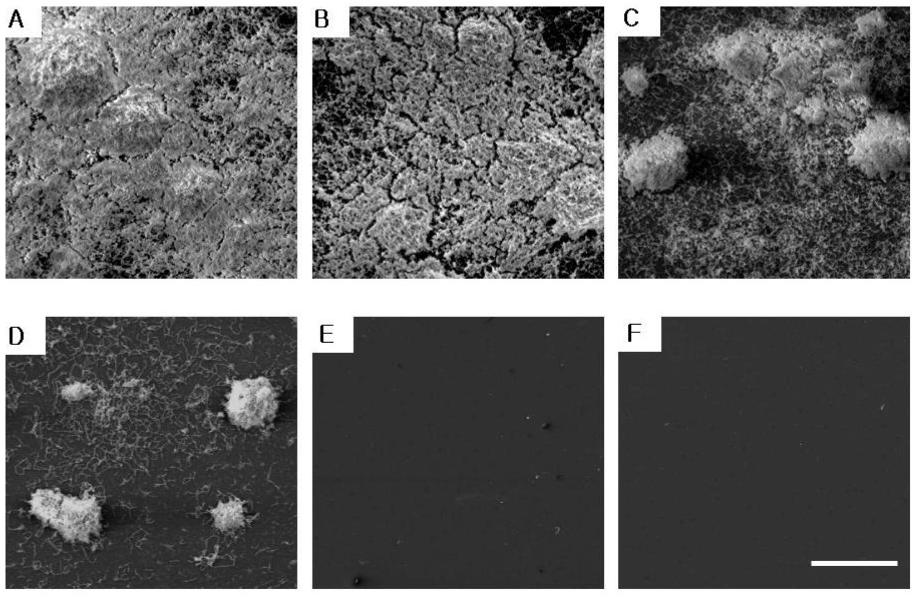 Molecules 29 04907 g006
