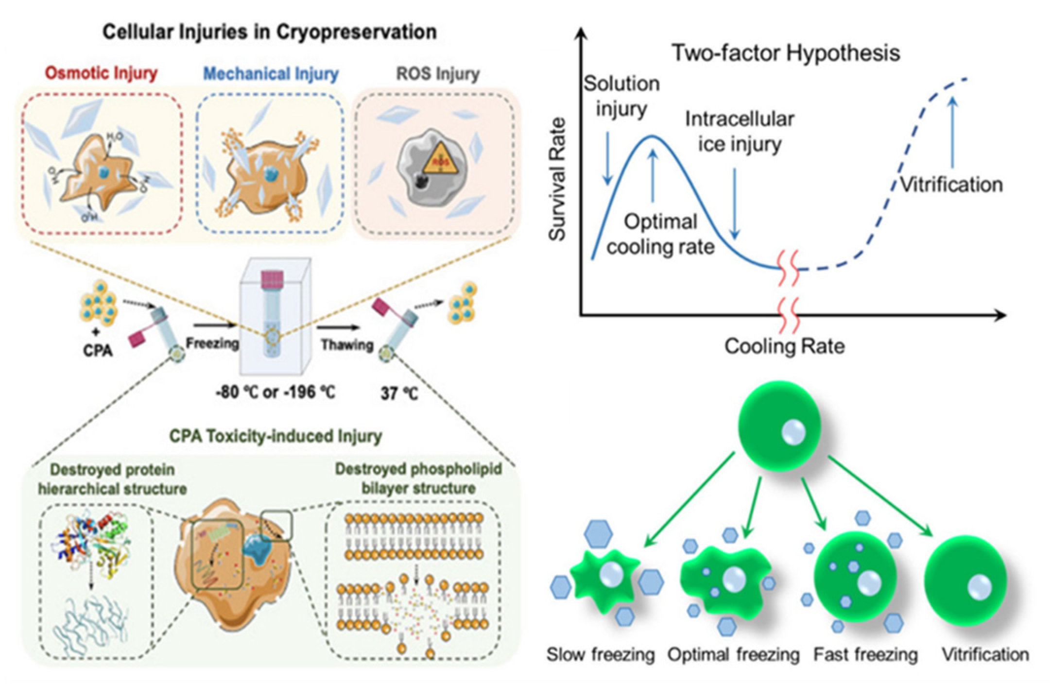 Molecules 29 04913 g002