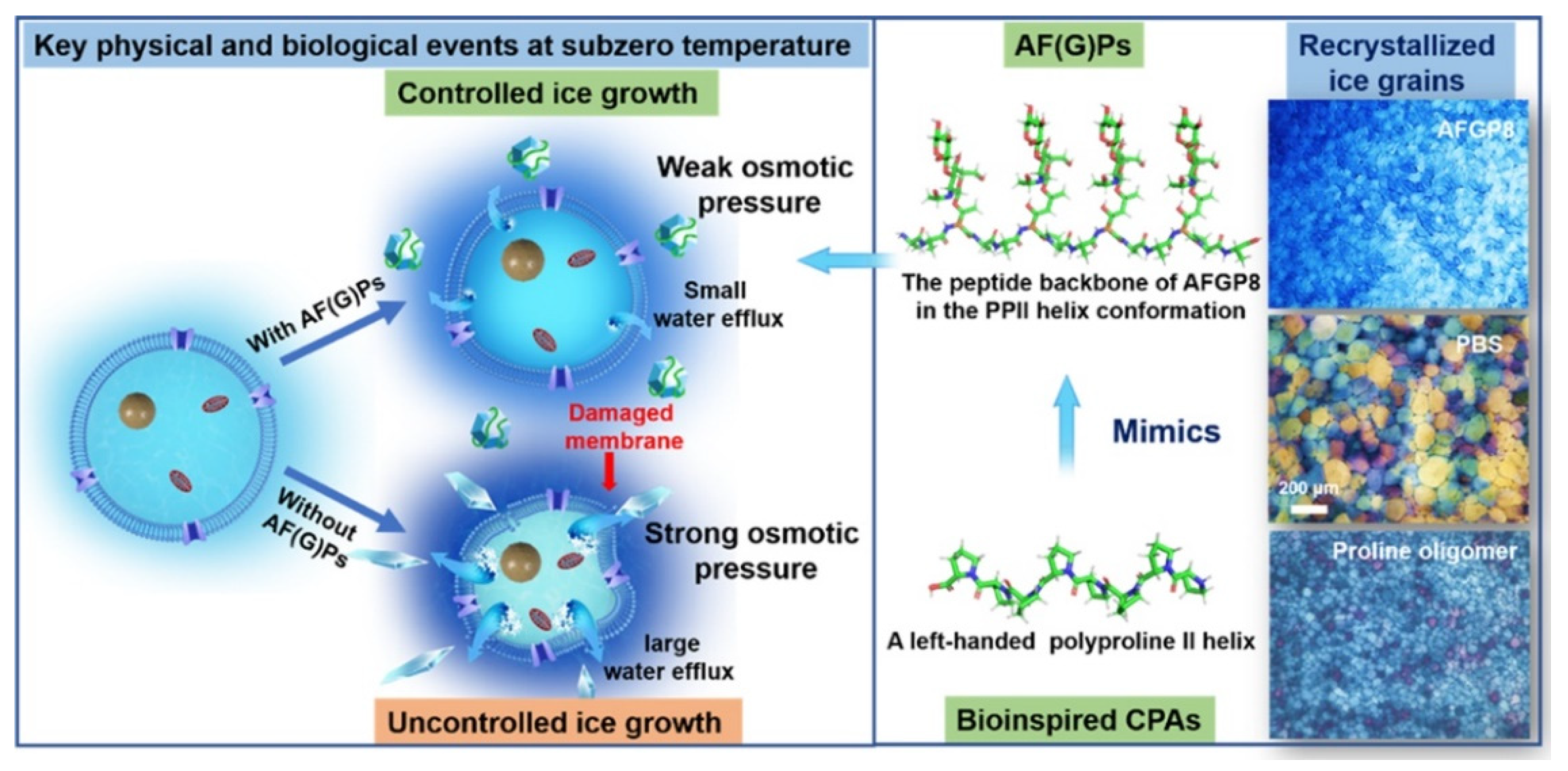 Molecules 29 04913 g005