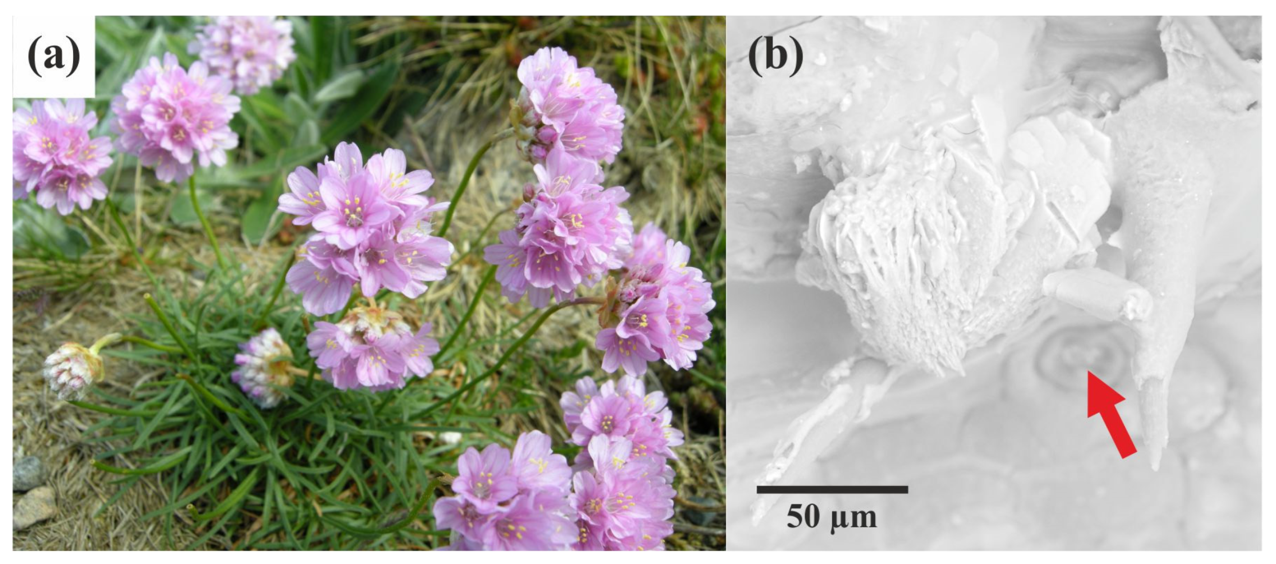 Molecules 29 04916 g001