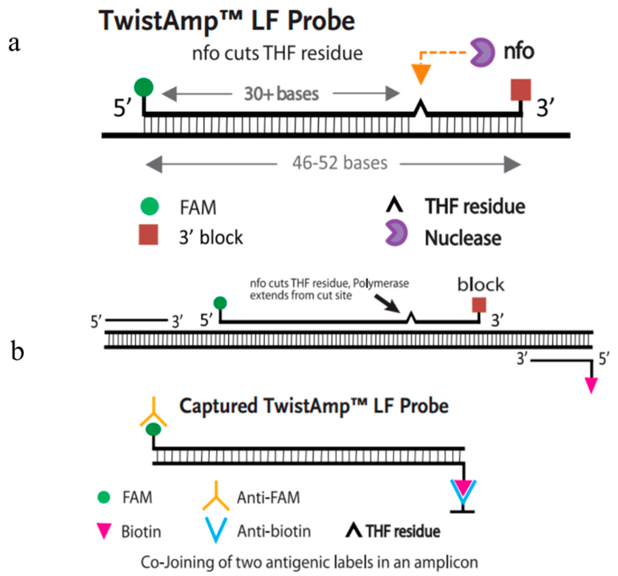 Advances in Virus Detection Techniques Based on Recombinant Polymerase Amplification Advances in Virus Detection Techniques Based on Recombinant Polymerase Amplification