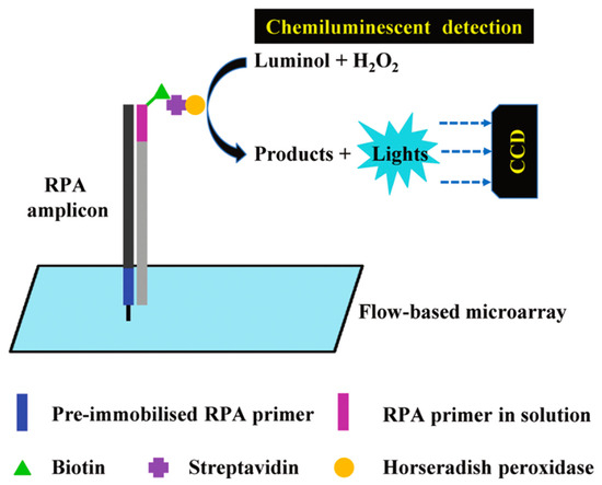 Advances in Virus Detection Techniques Based on Recombinant