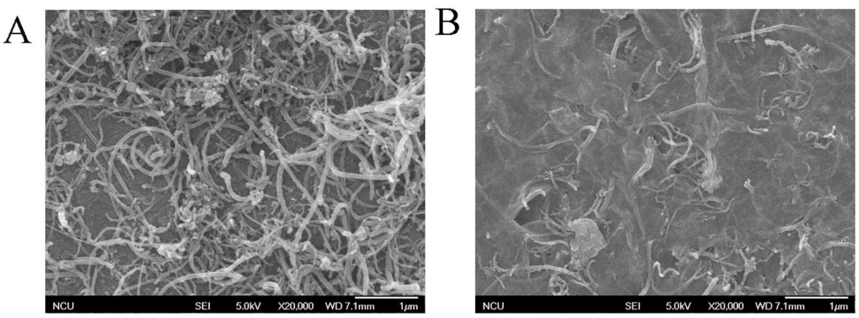 Molecules 29 05026 g006