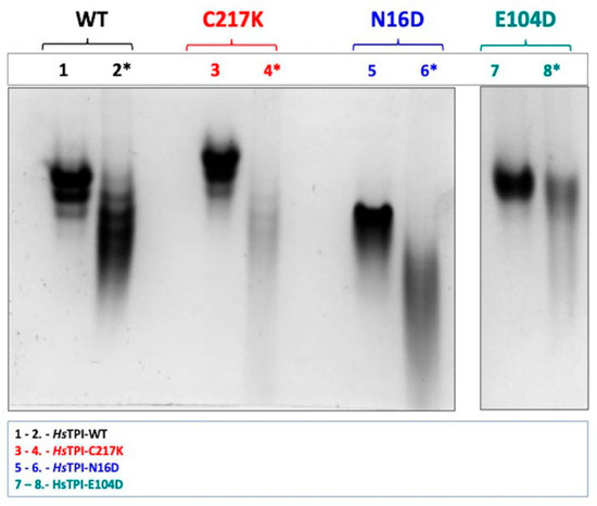 Methylglyoxal-Induced Modifications in Human Triosephosphate